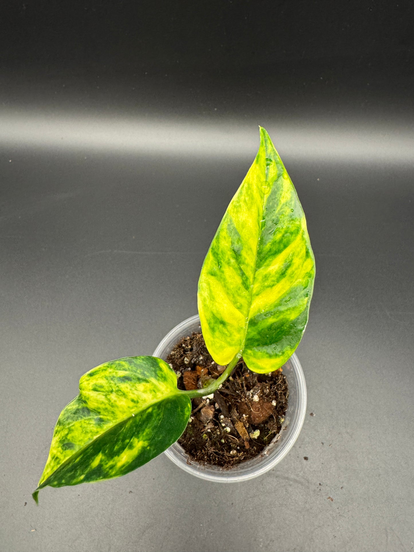 Epipremnum pinatum kujang yellow Flame