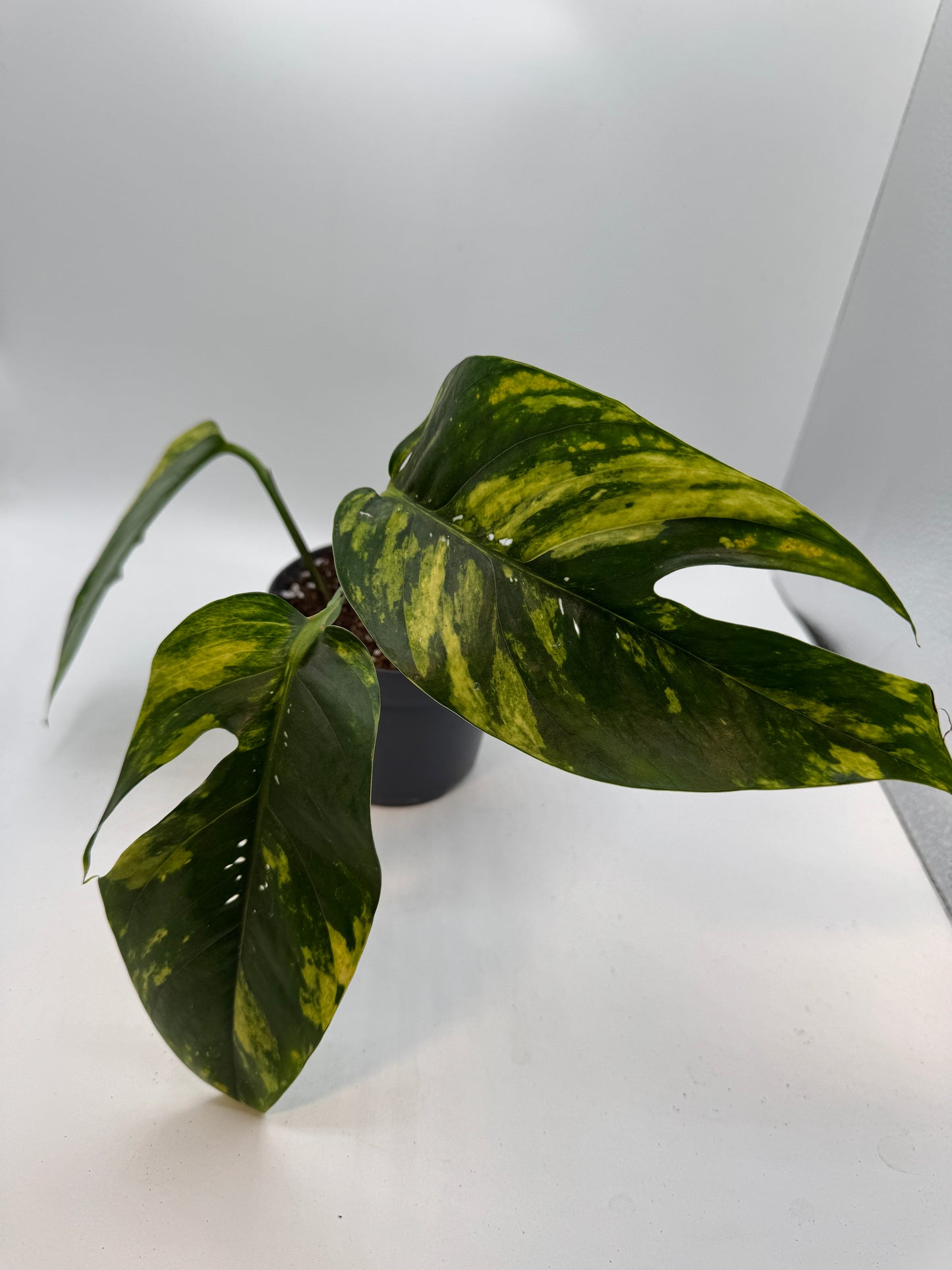 Epipremnum pinatum kujang yellow Flame