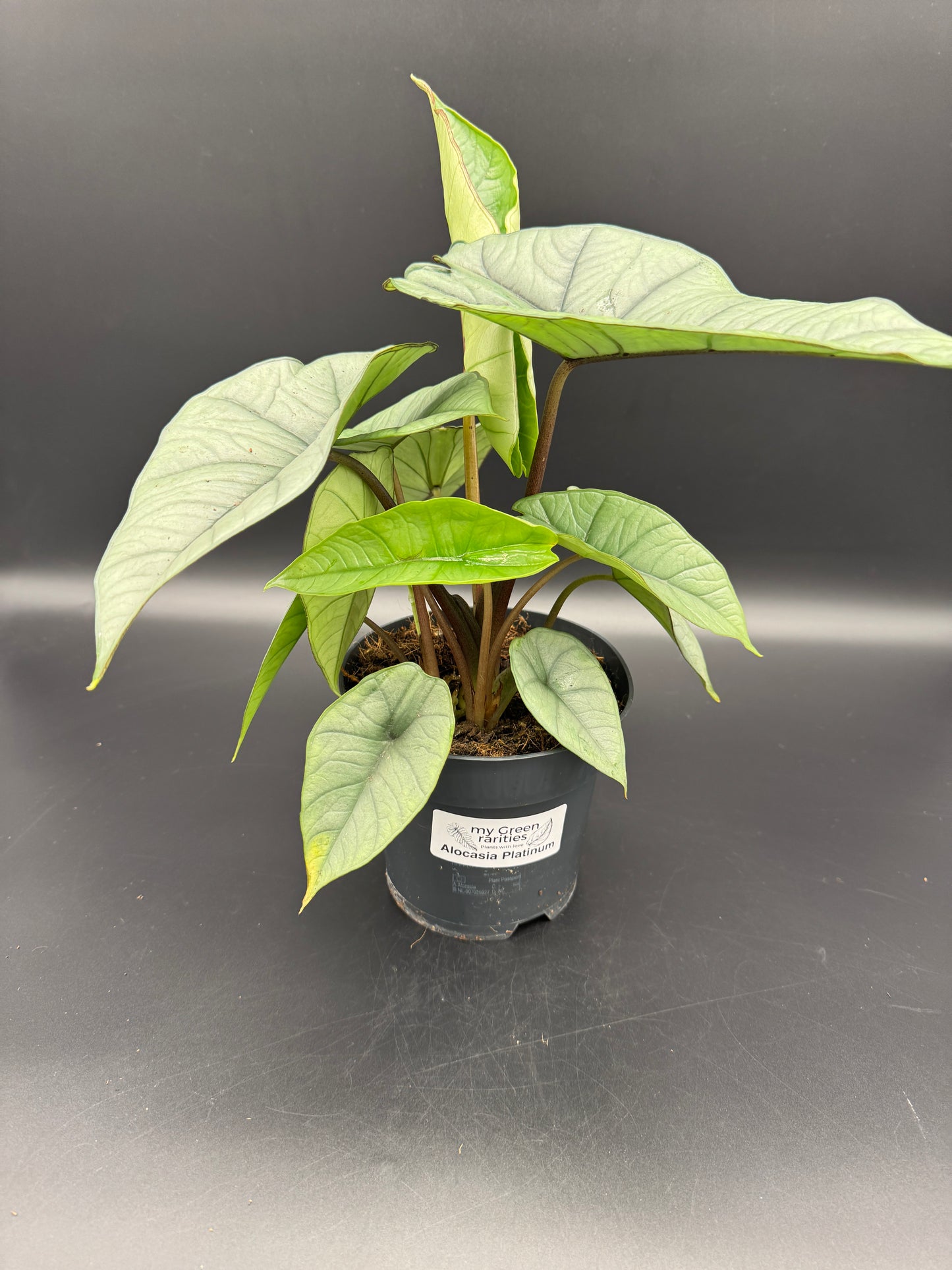 Alocasia Platinum