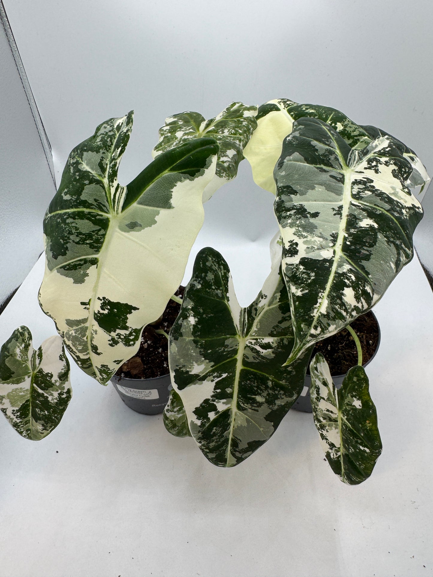 Alocasia Frydek variegata groß