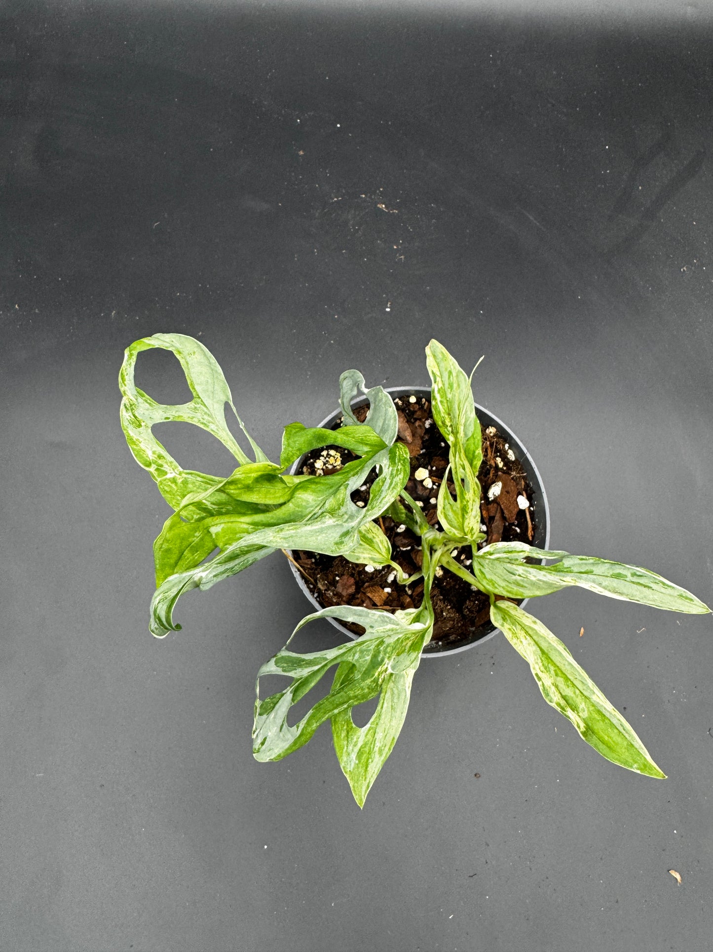 Monstera Adansonii Indonesien marble