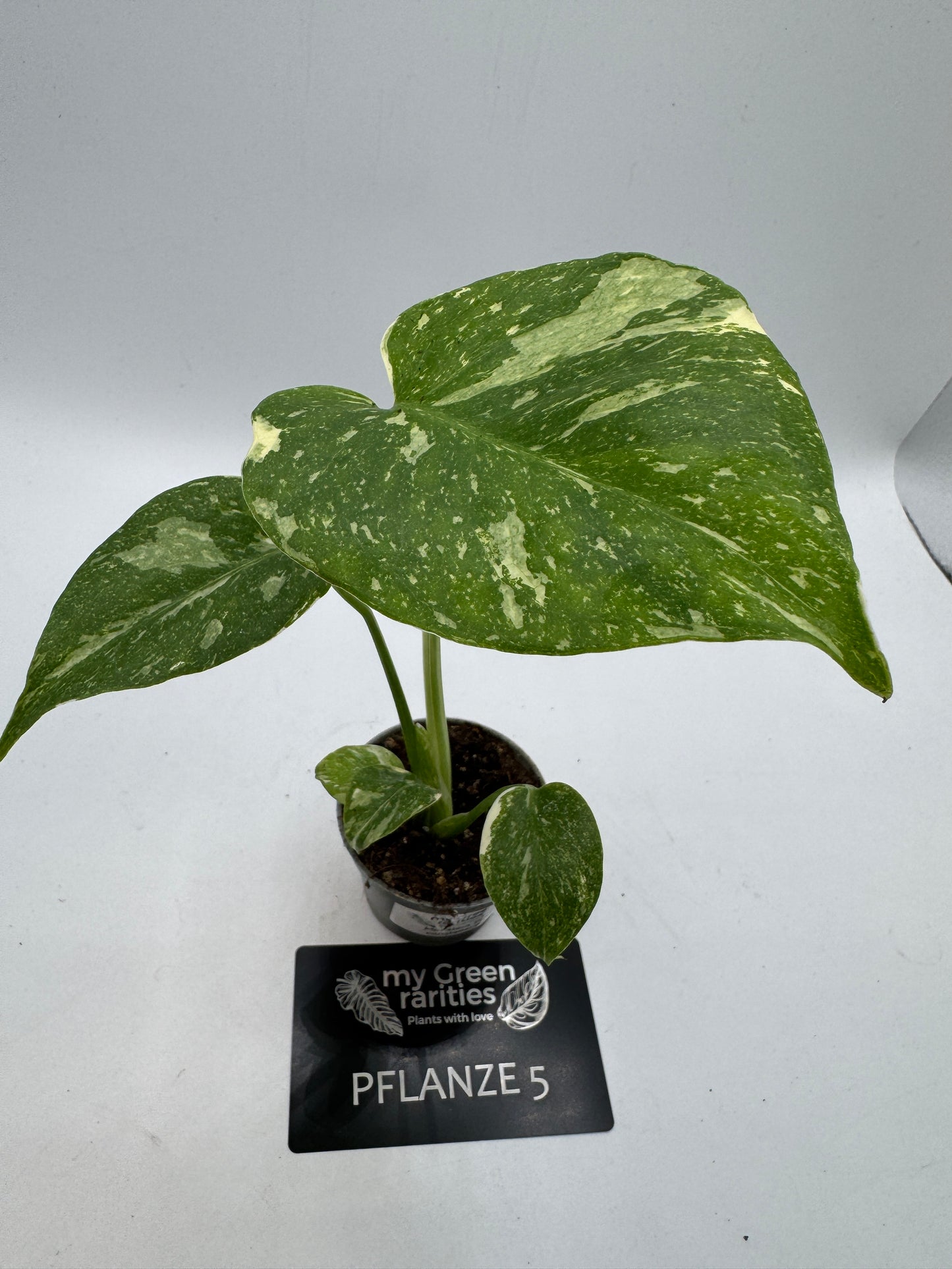 Monstera Thai constelation