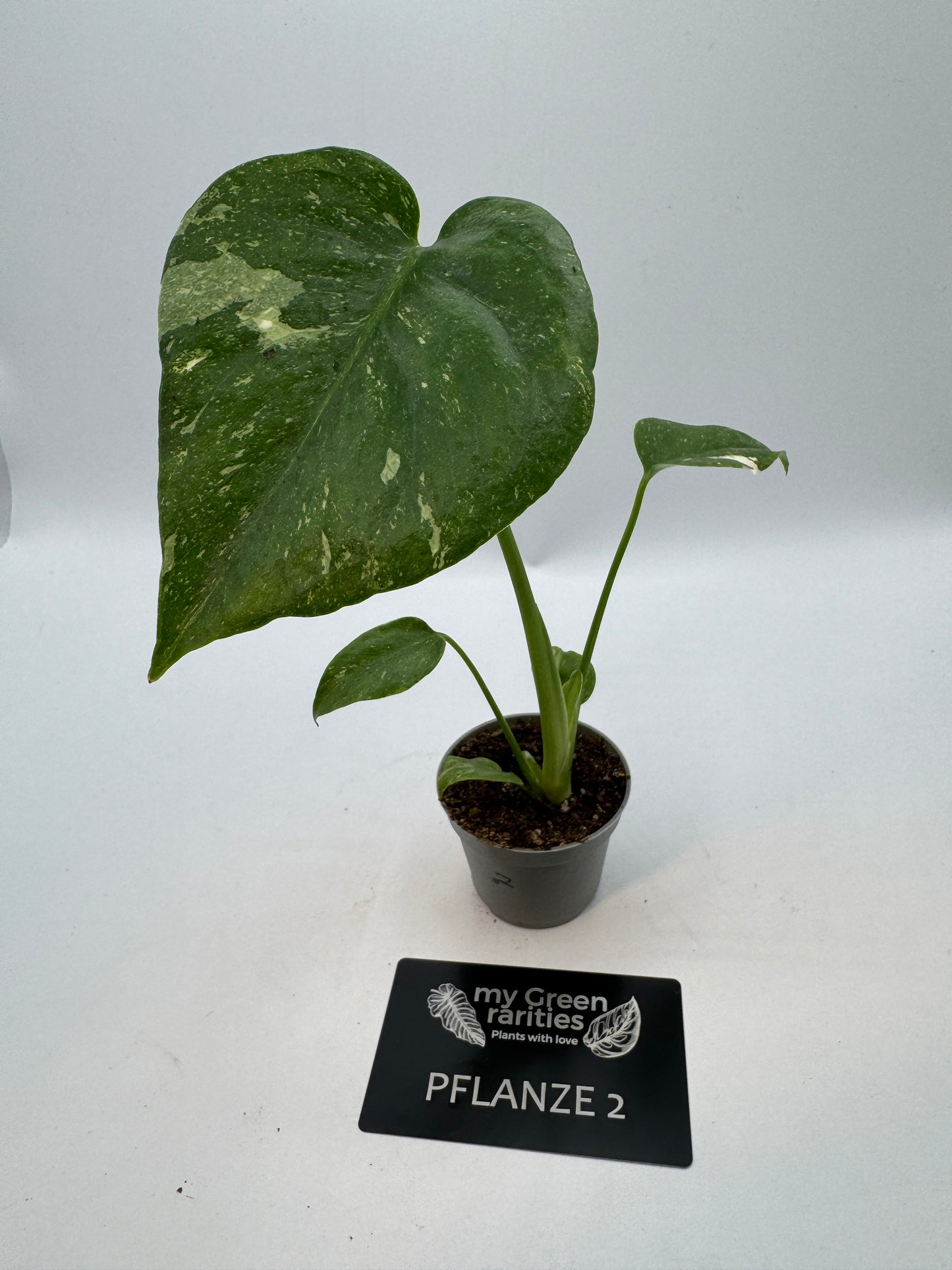 Monstera Thai constelation