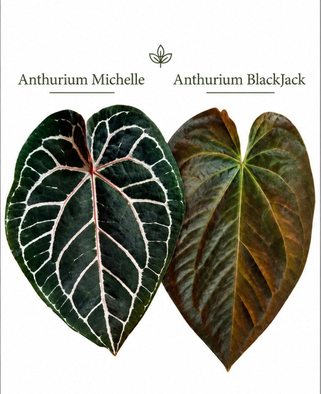 Anthurium Michelle x Black Jack