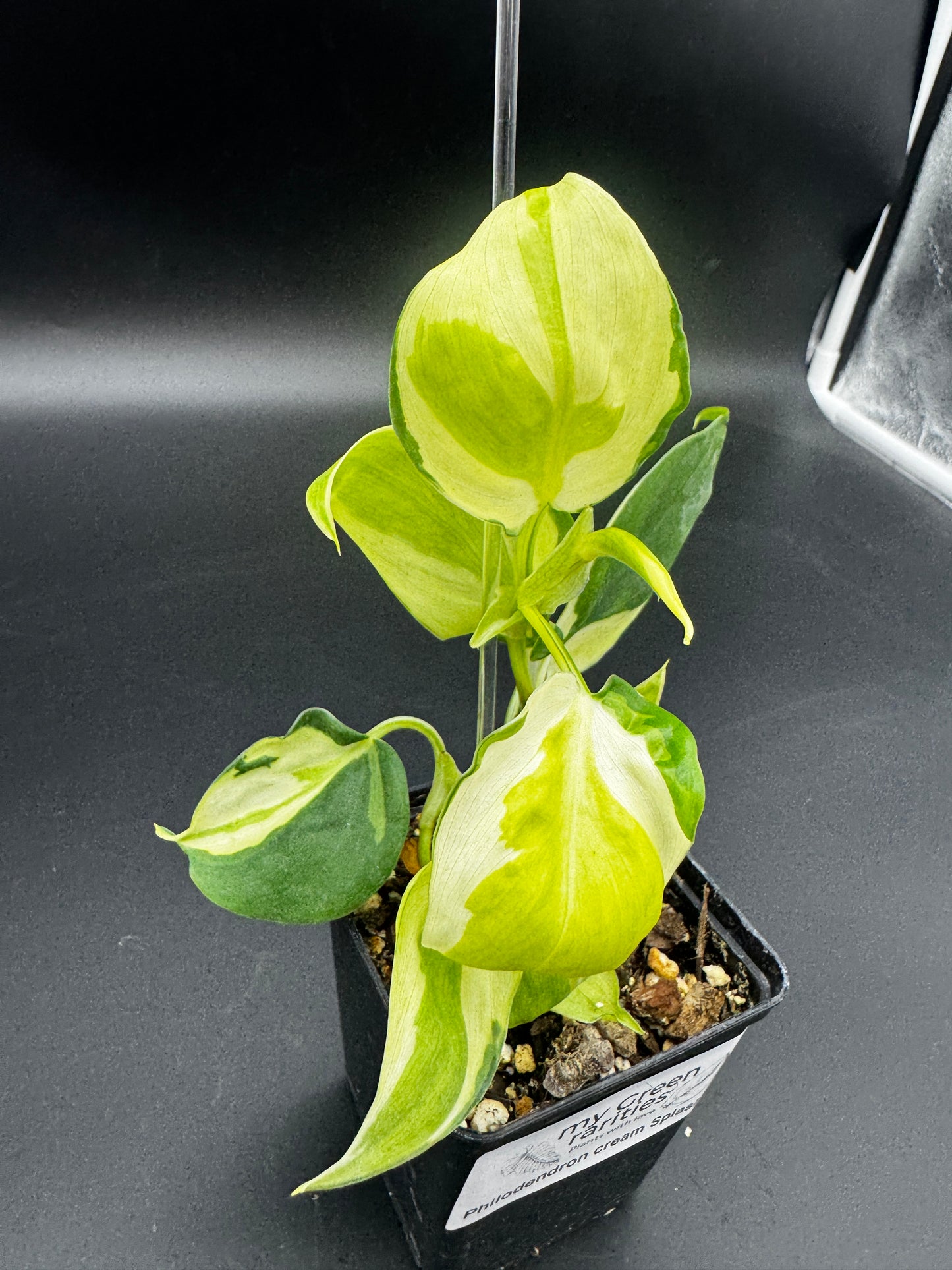 Philodendron cream splash