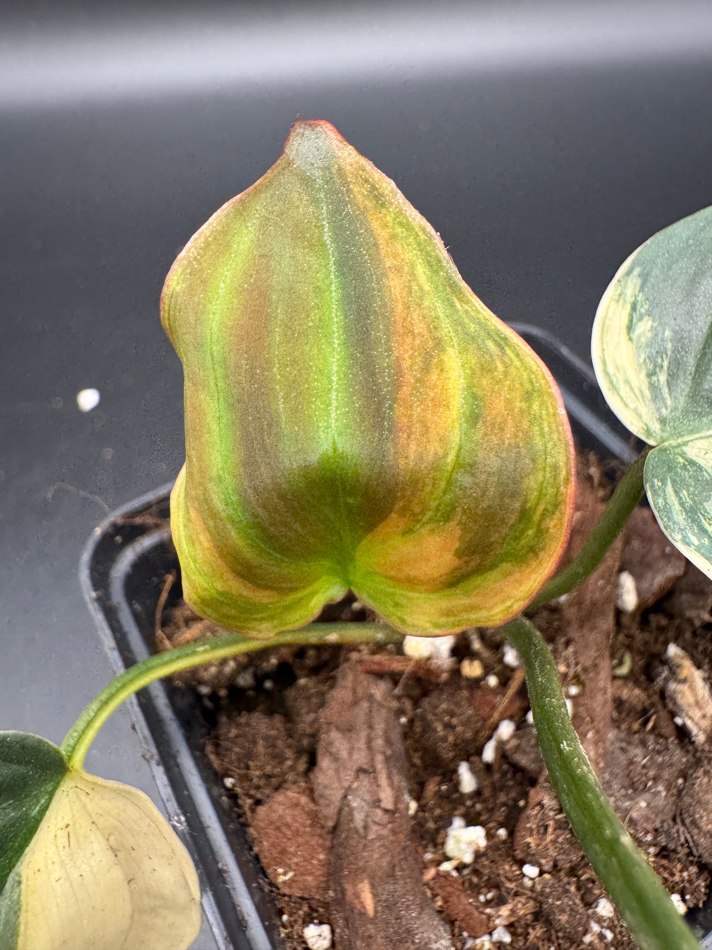 Philodendron micans variegata