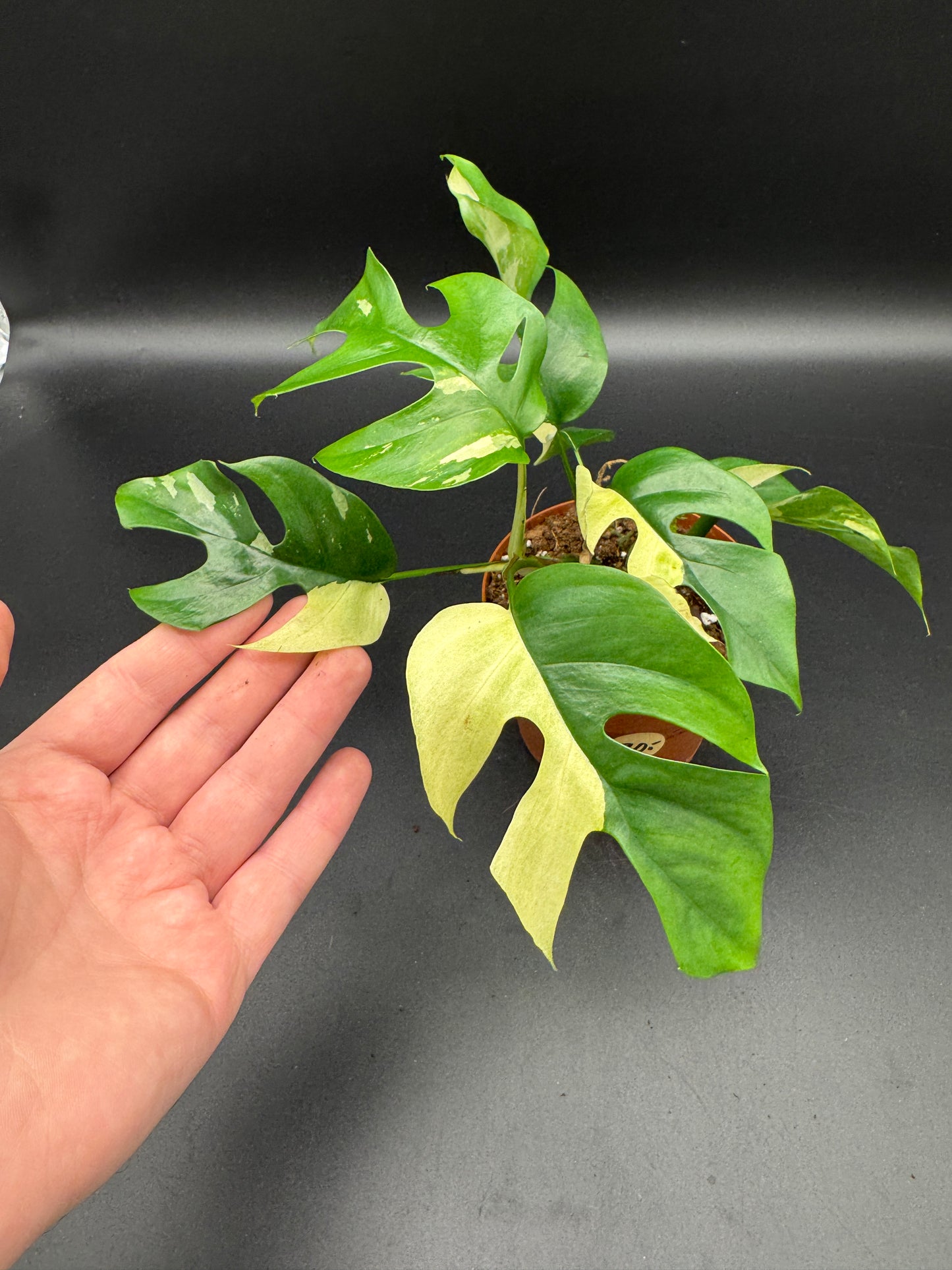 Rhaphidophora tetrasperma variegata