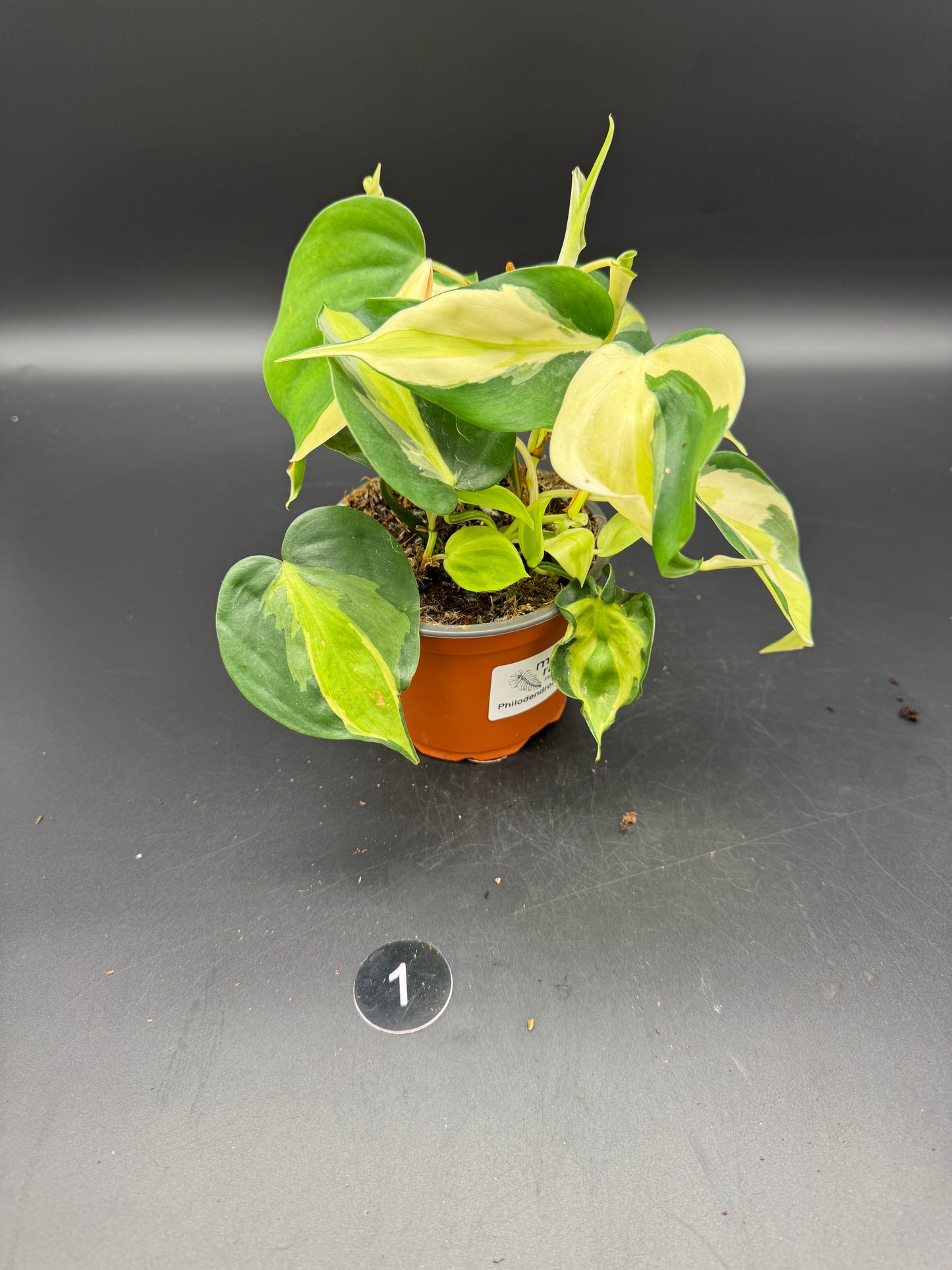 Philodendron Cream Splash