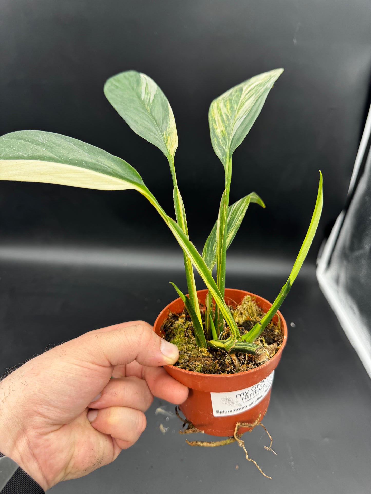 Epipremnum Amplissimum Aurea variegata mit 3 Trieben