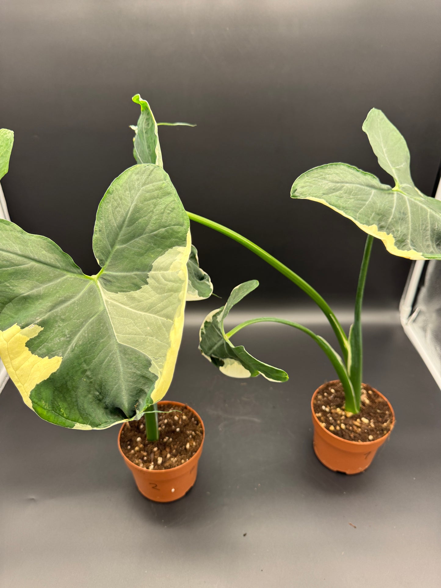 Alocasia Micky Mouse variegata