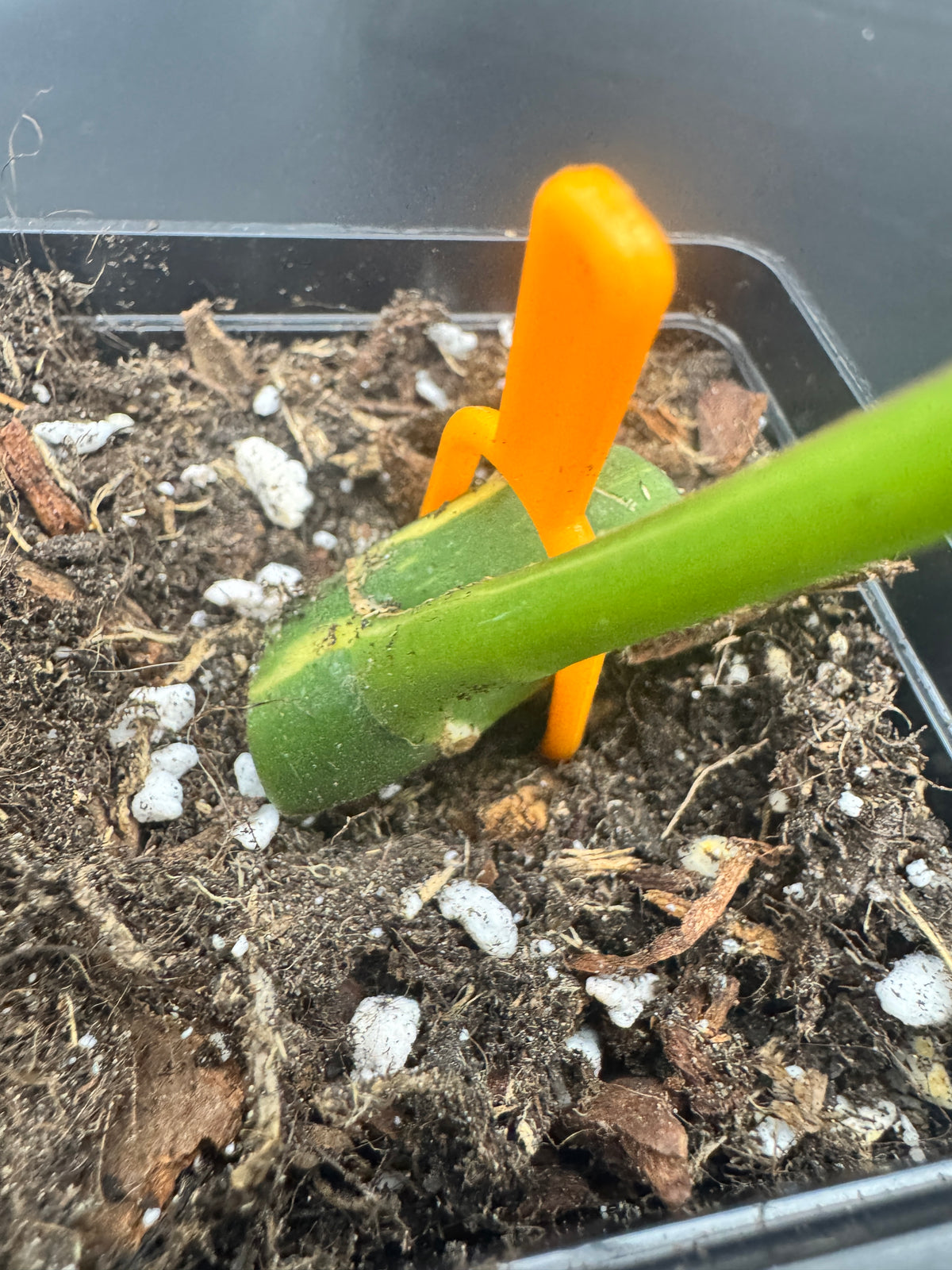Rhaphidophora tetrasperma Thai constellation (Monstera Minima Thai constellation)
