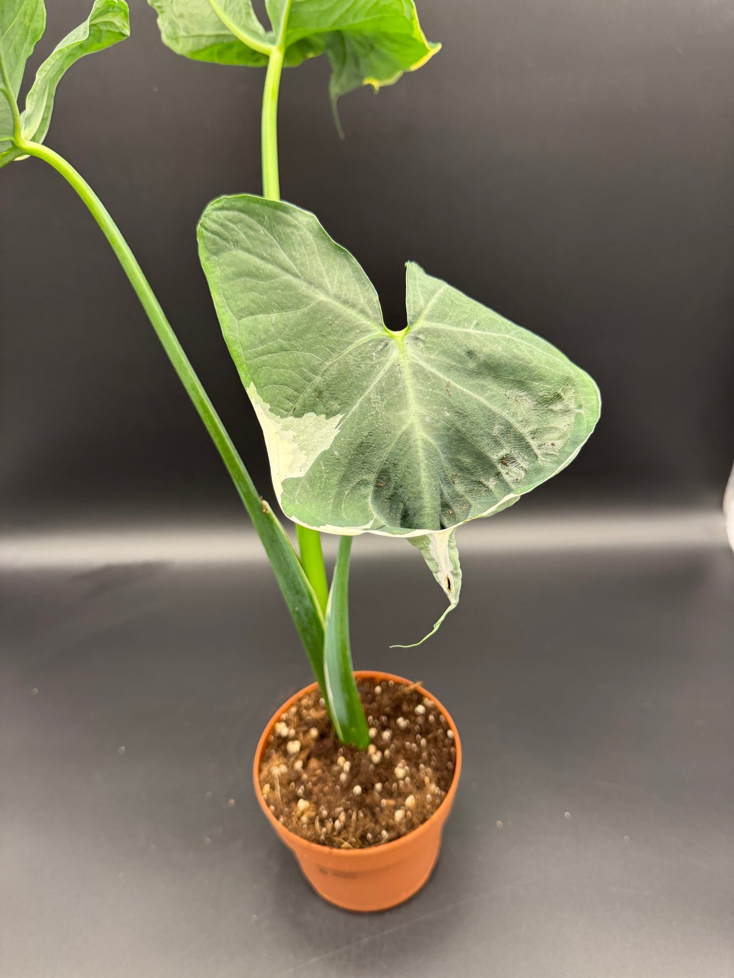 Alocasia Micky Mouse variegata