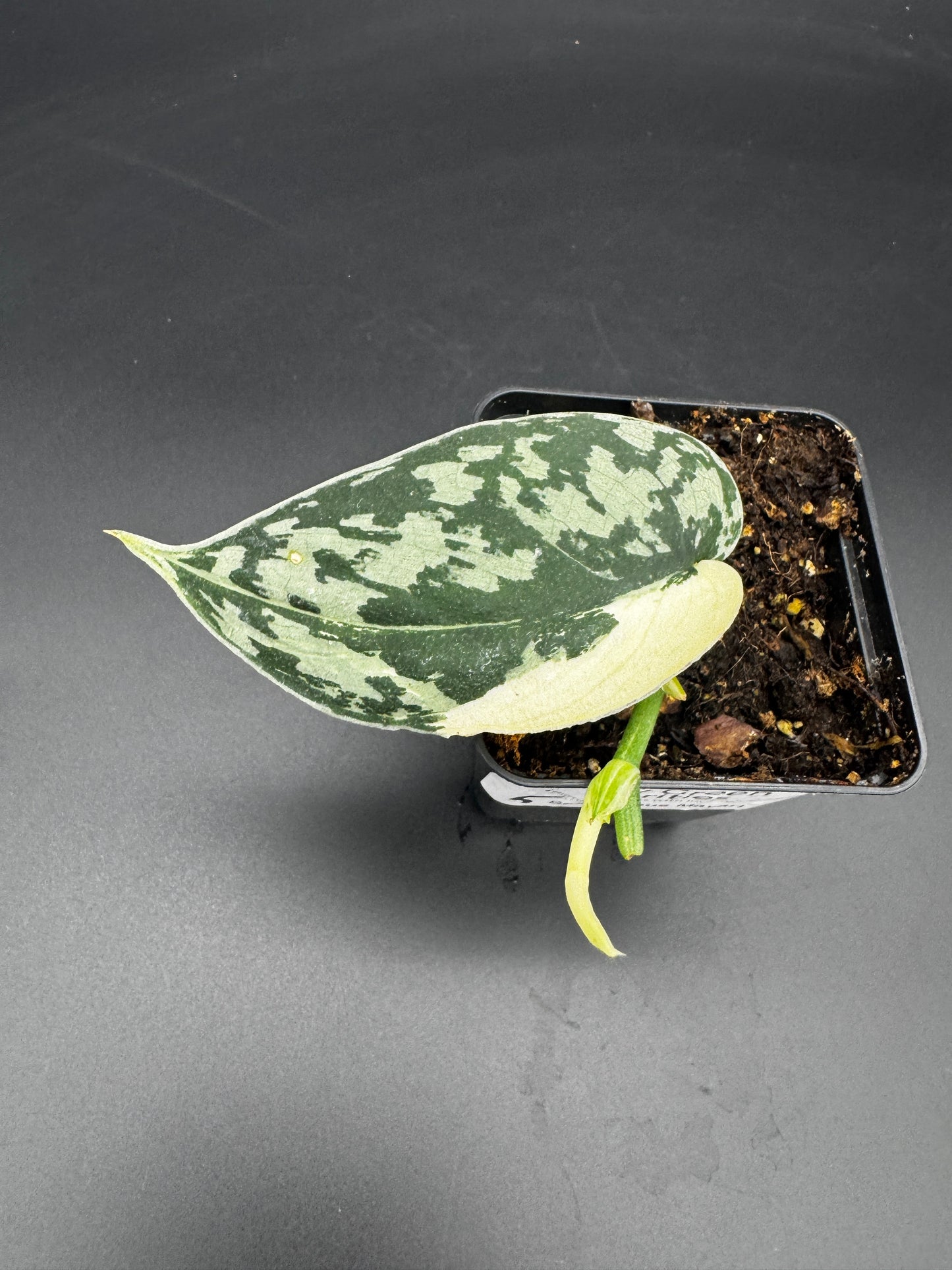 Scindapsus Mayari