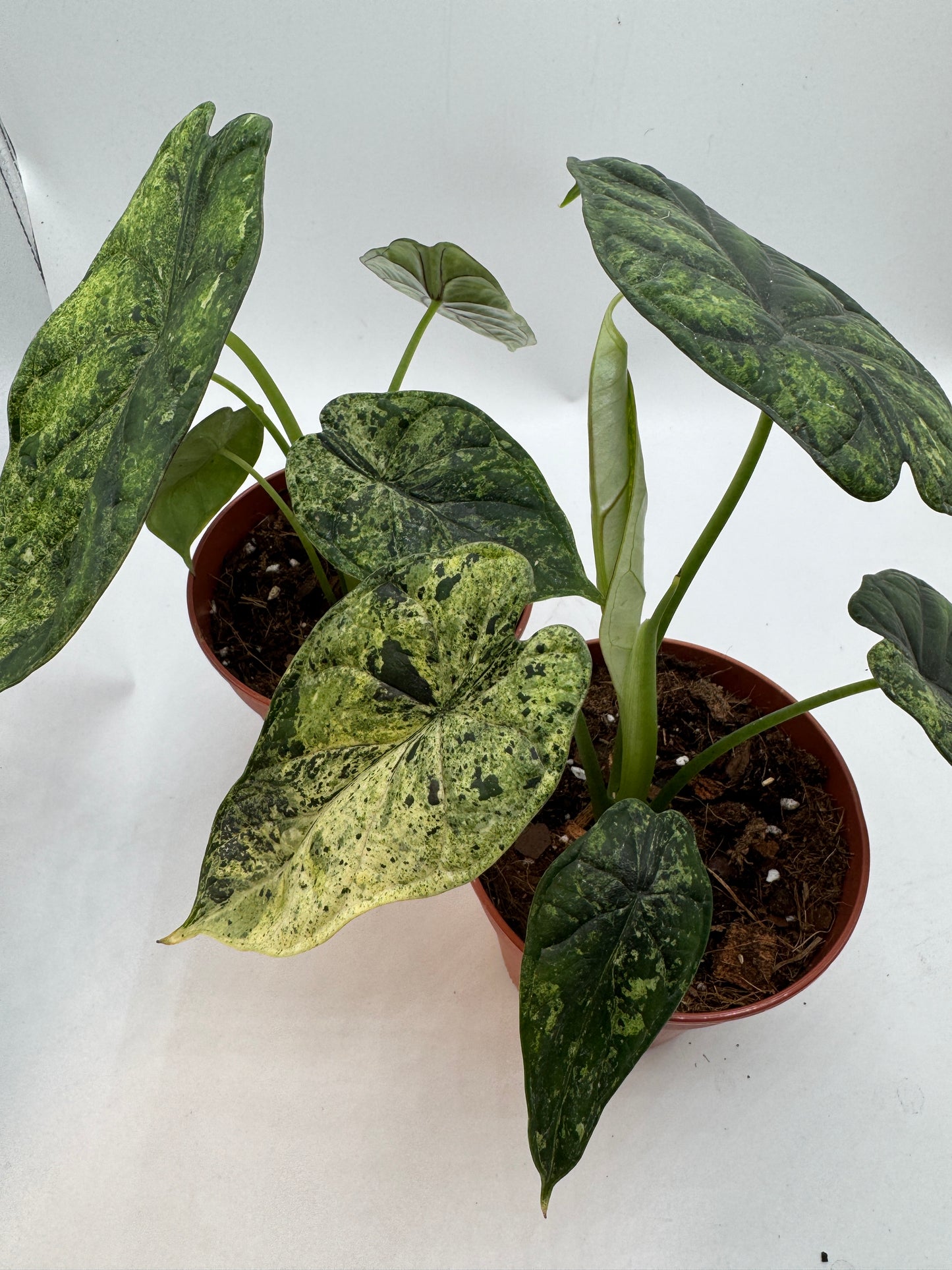 Alocasia Dragon Scale mint variegata