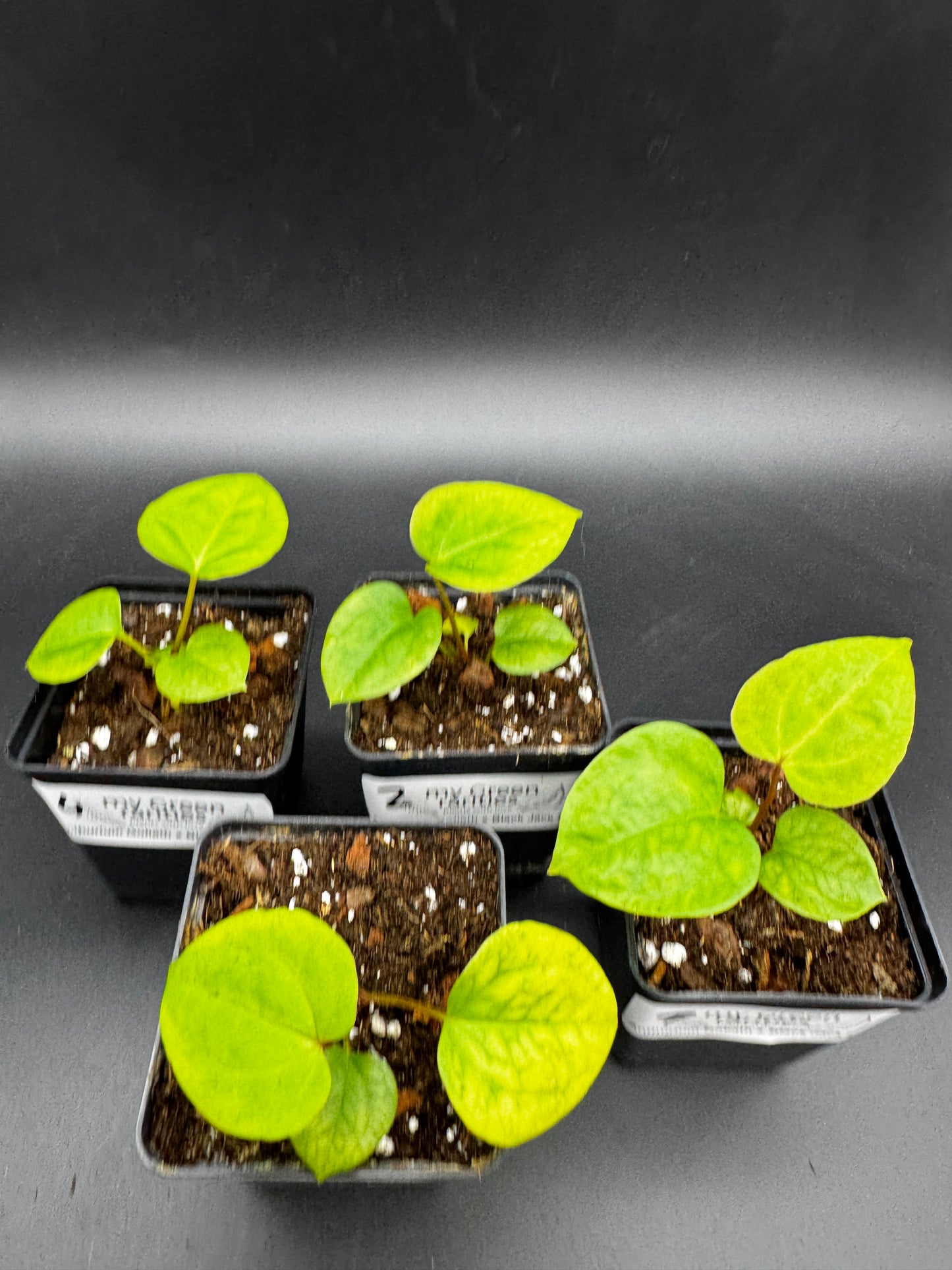 Anthurium Goliath x Black Jack
