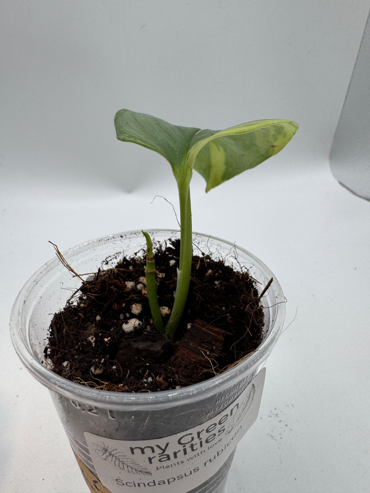Scindapsus Rubicon