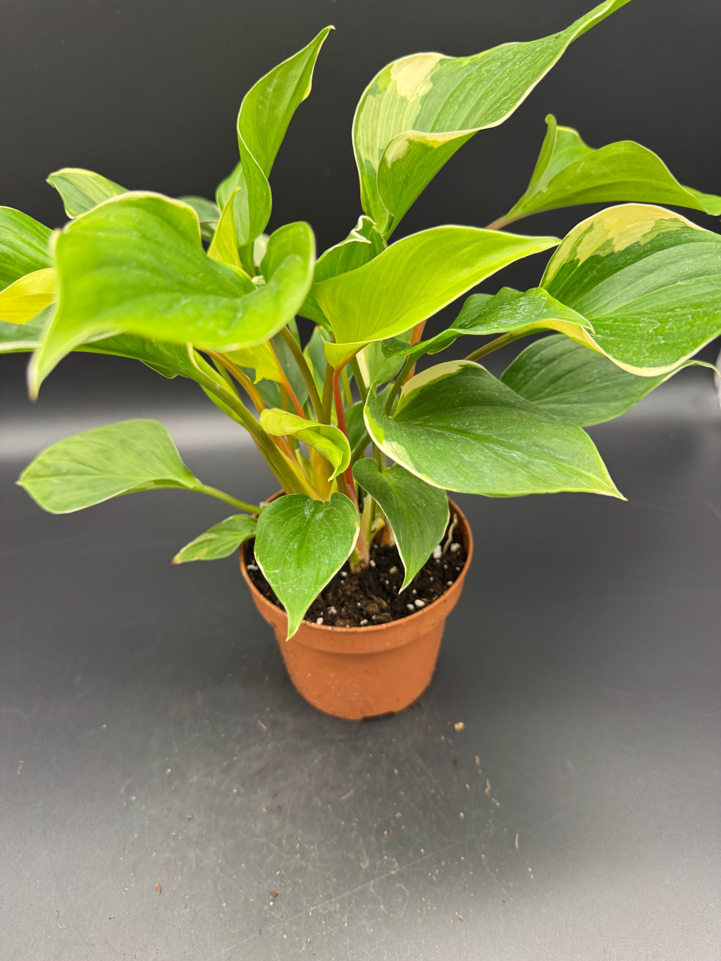 homalomena sunshine gem variegated