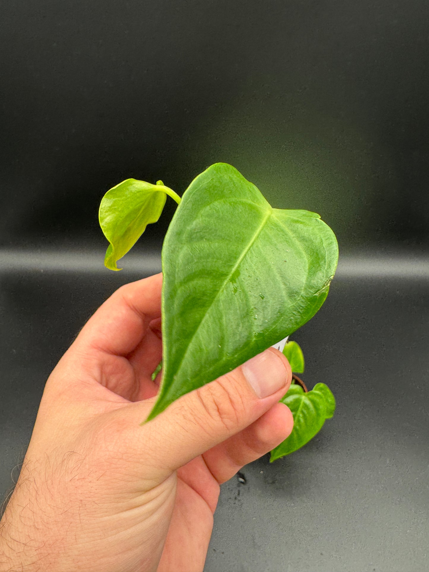 Anthurium Veitchii