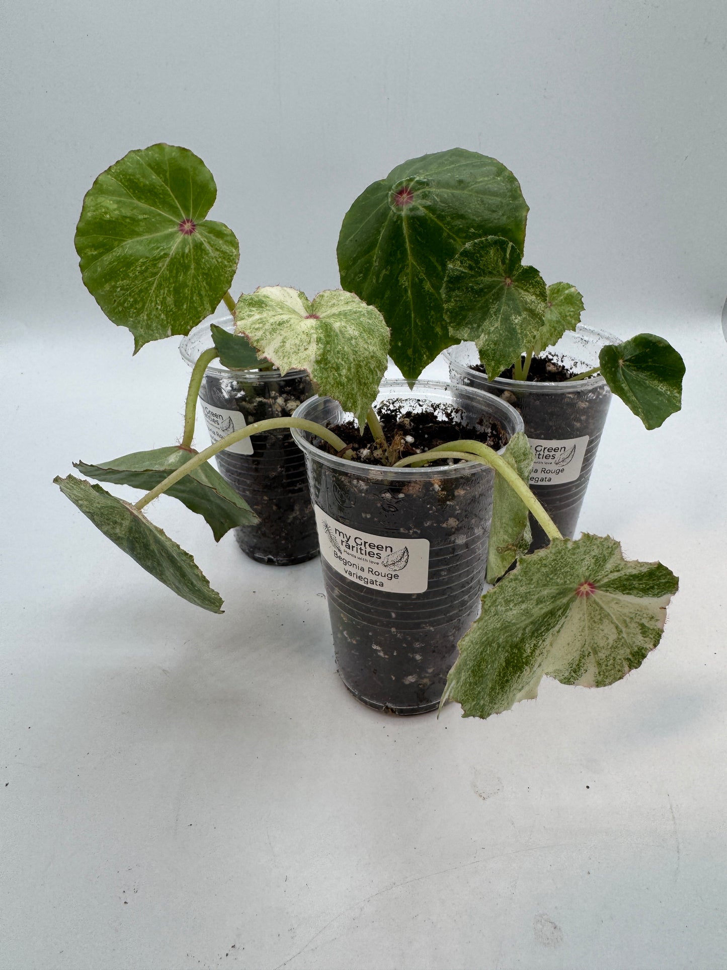 Begonia Rouge variegata