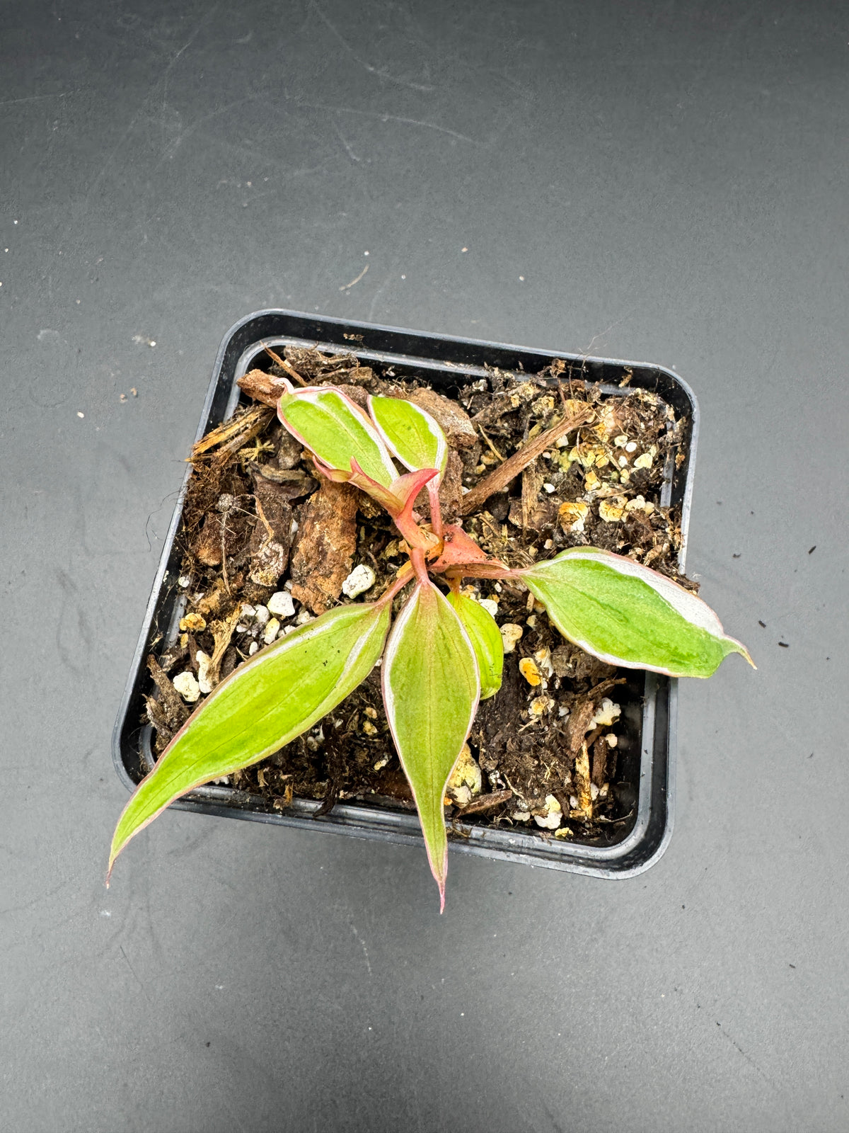 Philodendron micans velvet halo variegata