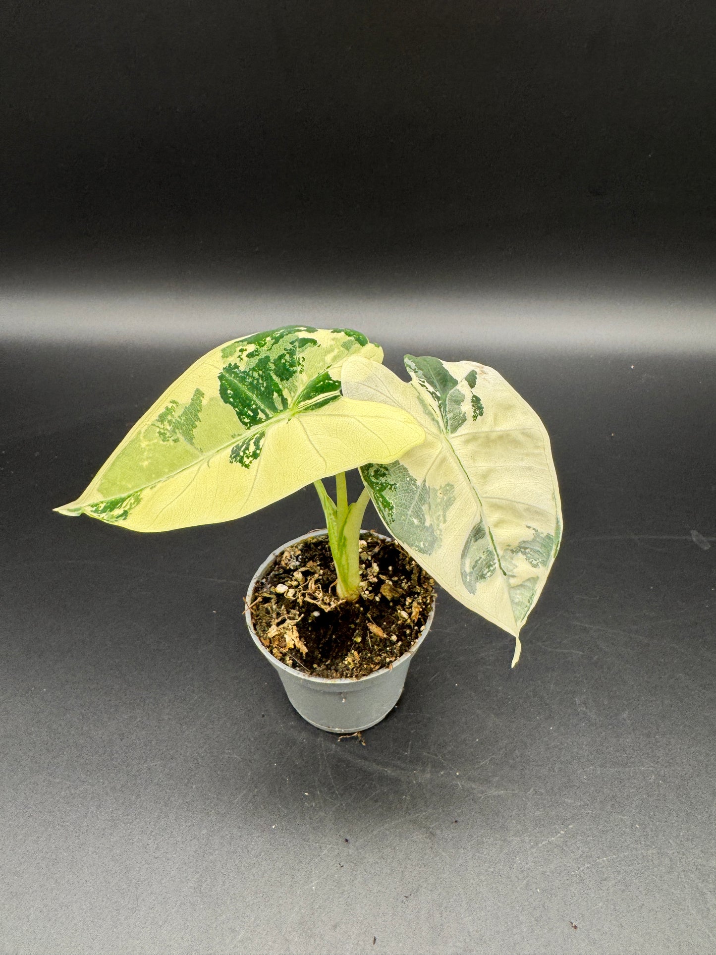 Alocasia Frydek variegata
