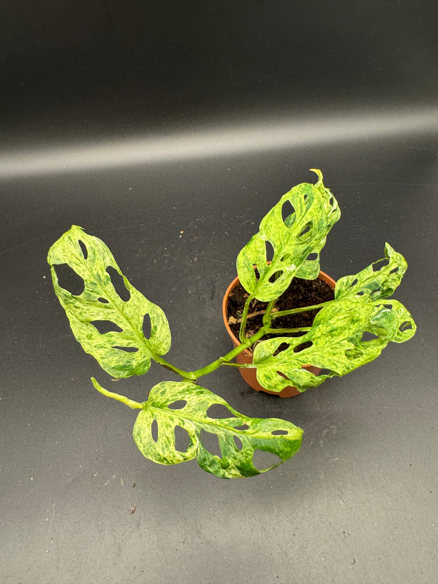 Monstera adansonii Frozen freckles