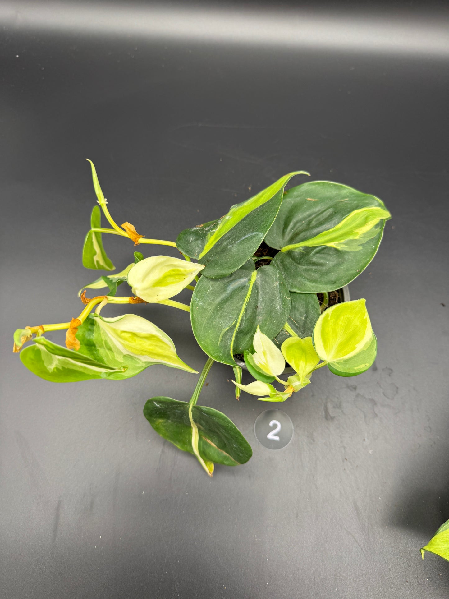 Philodendron Cream Splash