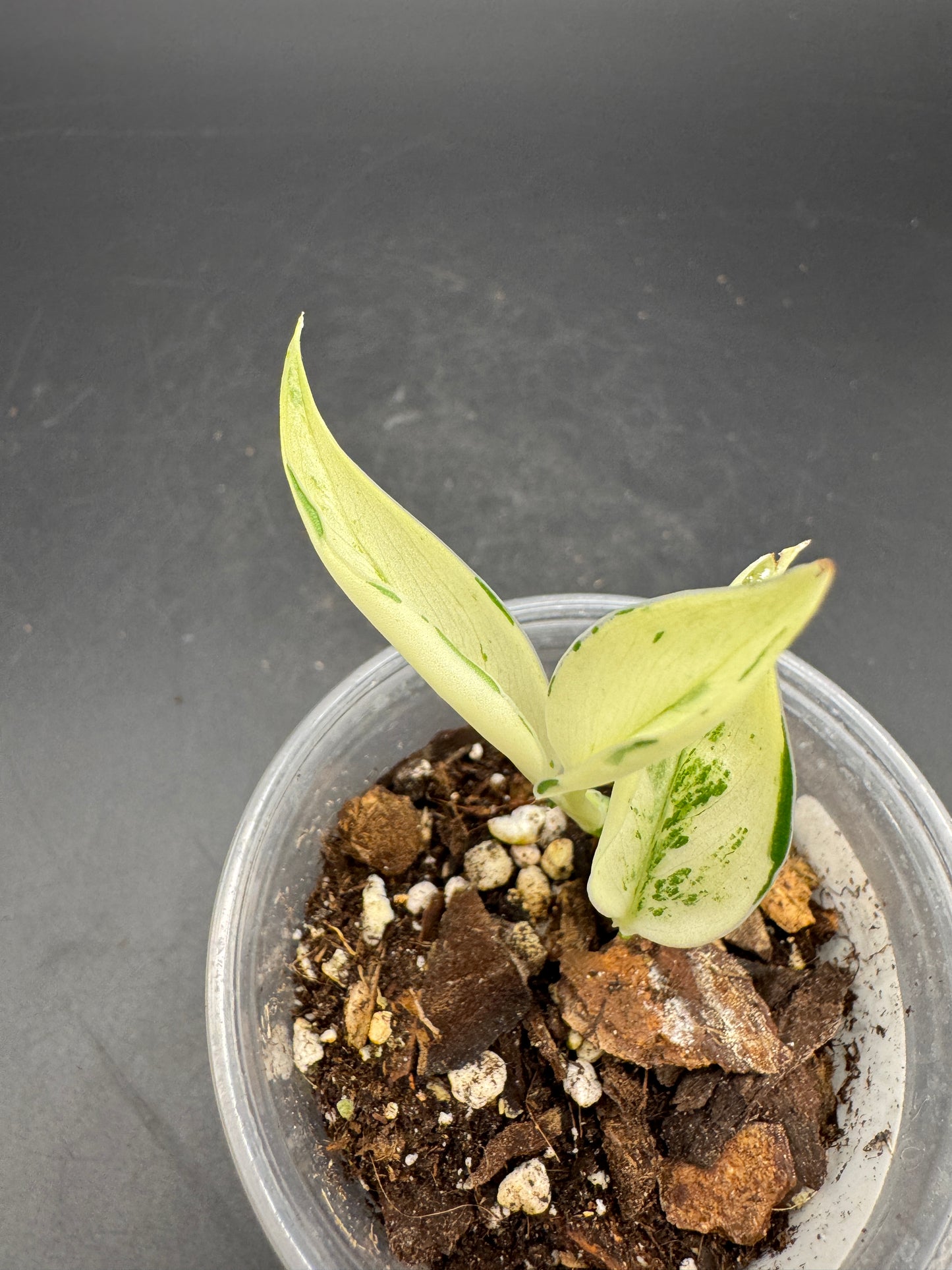 Scindapsus super Star