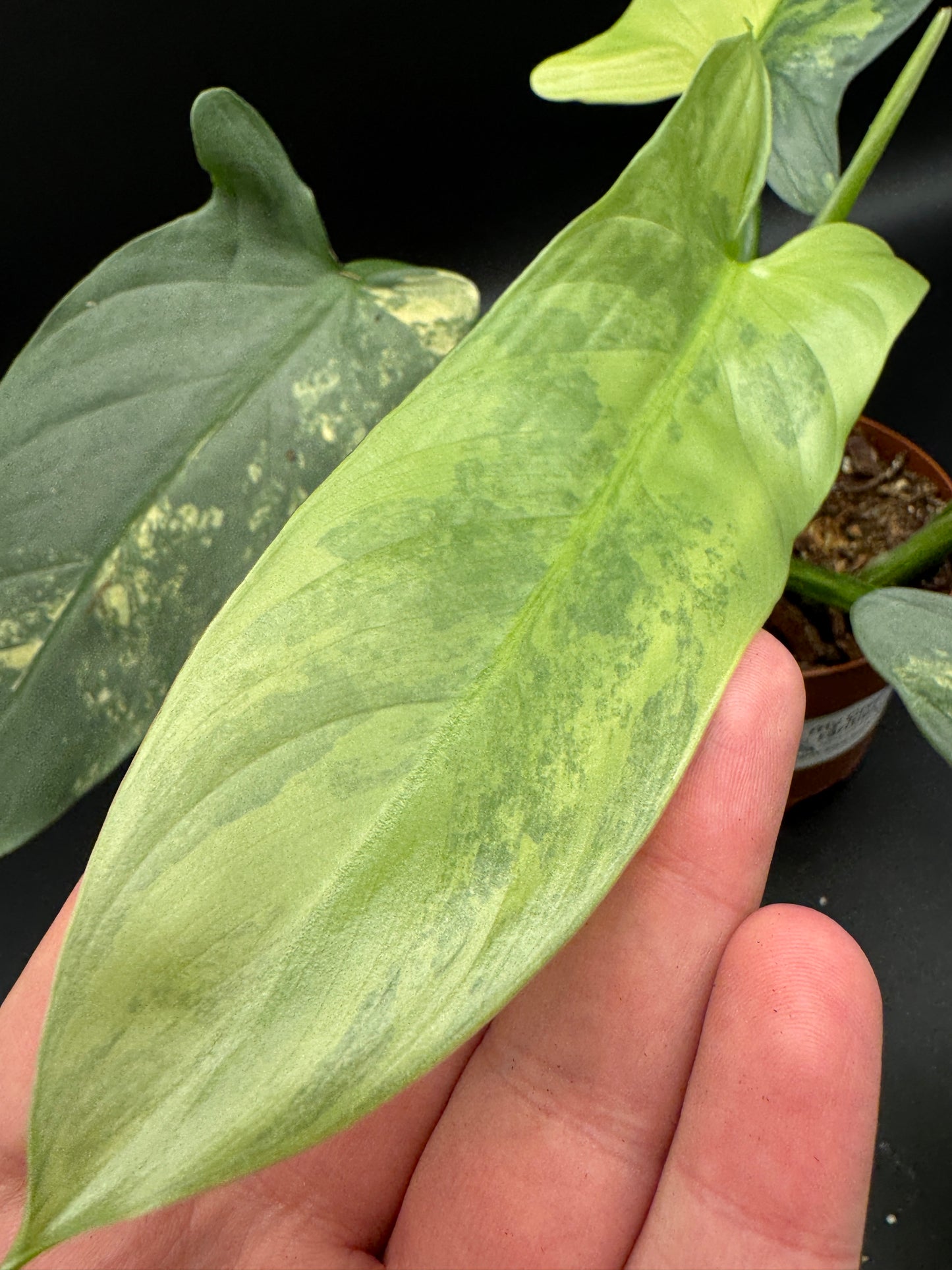 Philodendron Silver Sword variegata