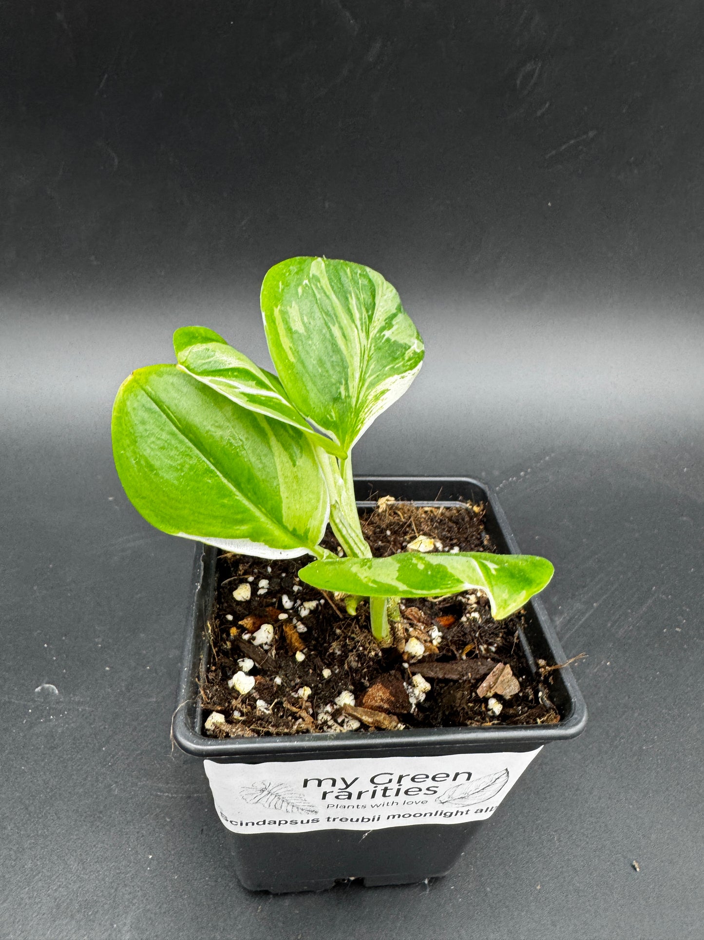 Scindapsus treubii moonlight variegata.
