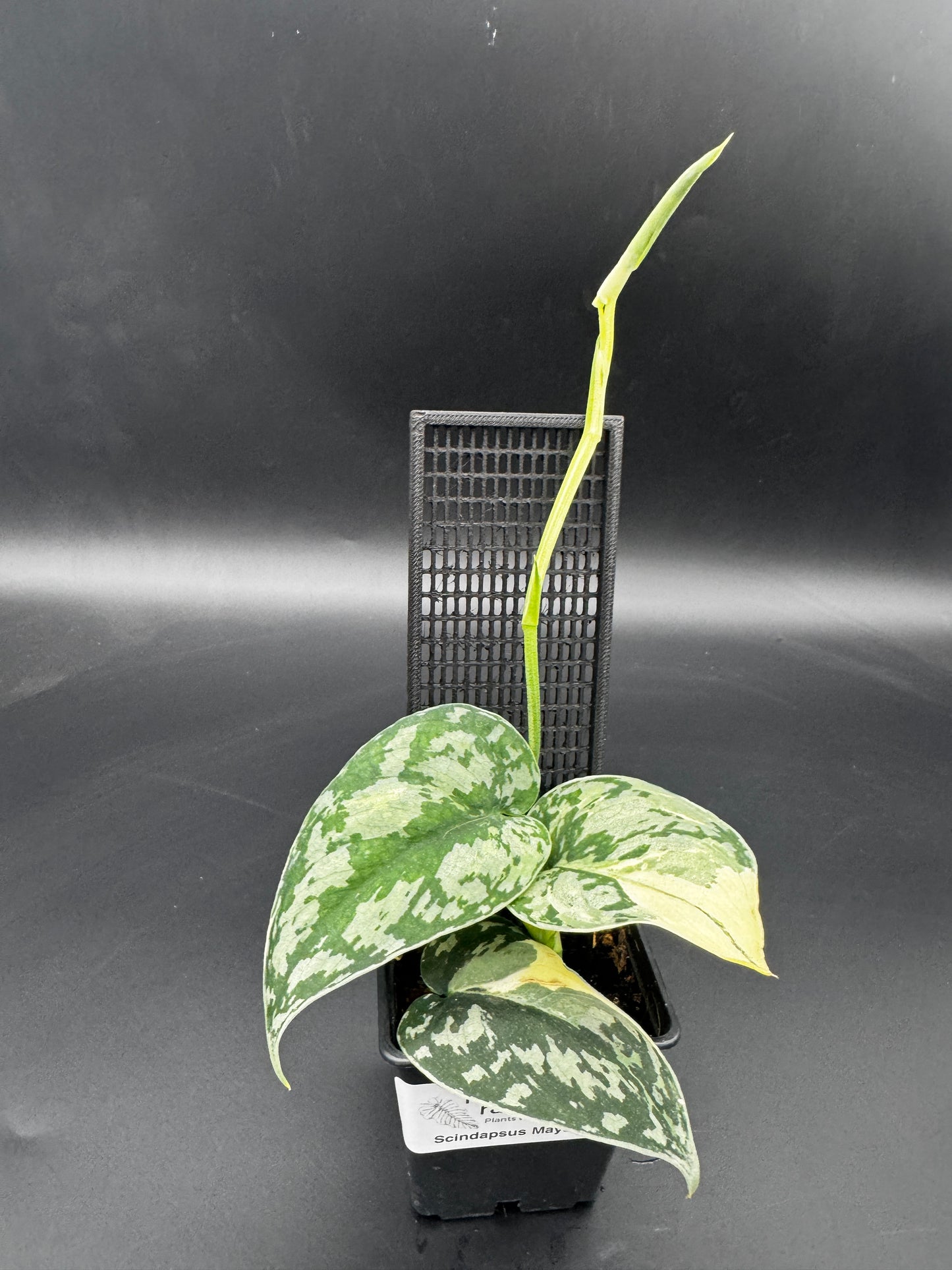 Scindapsus Mayari