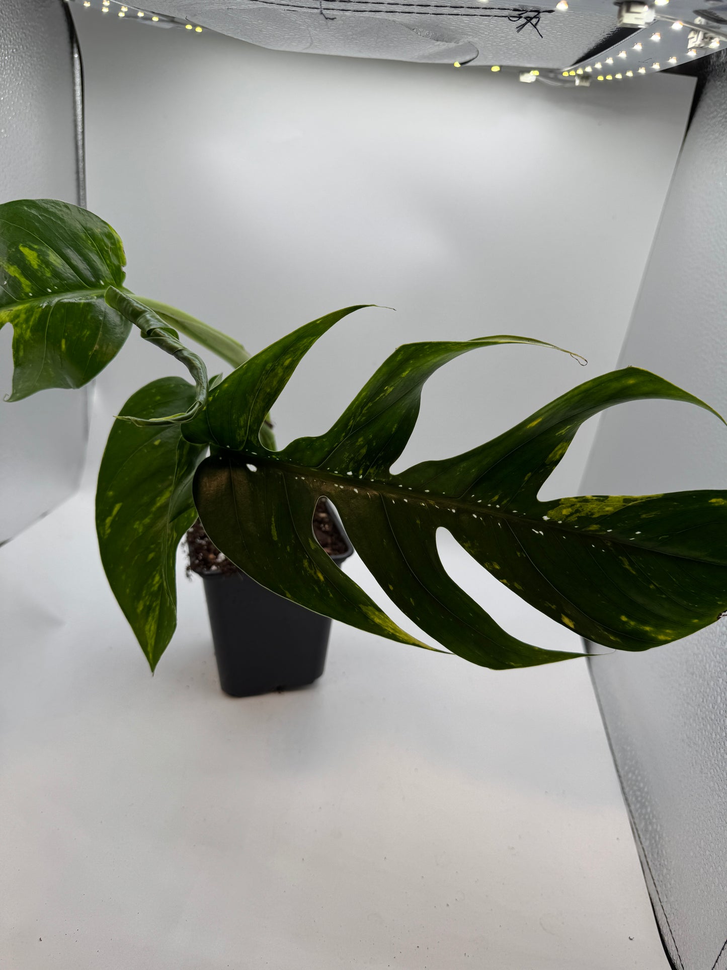 Epipremnum pinatum kujang yellow Flame