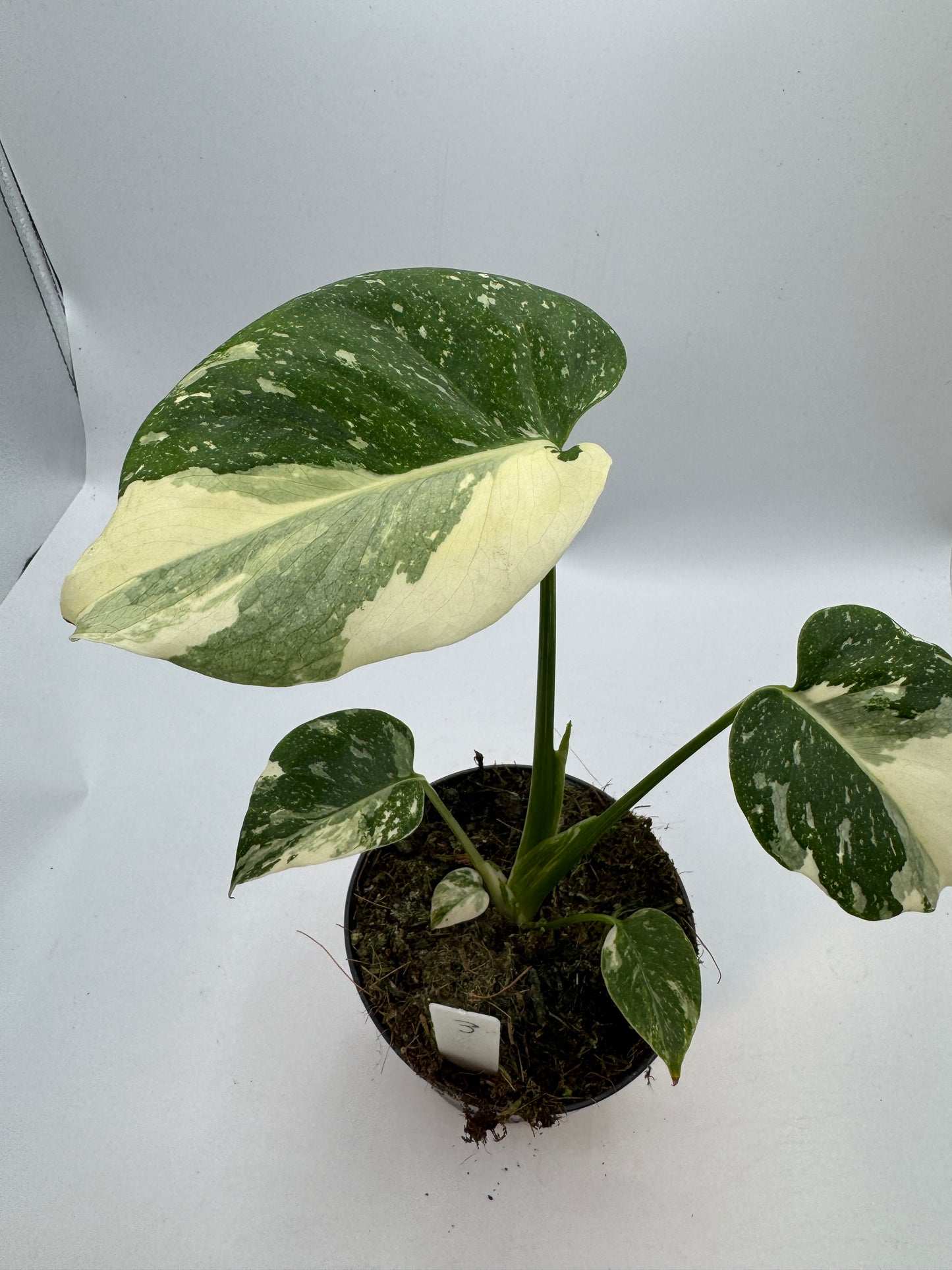Monstera Thai constelation