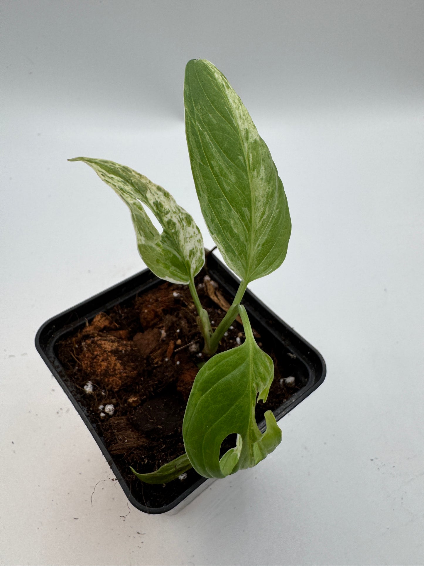 Monstera Adansonii Indonesien marble