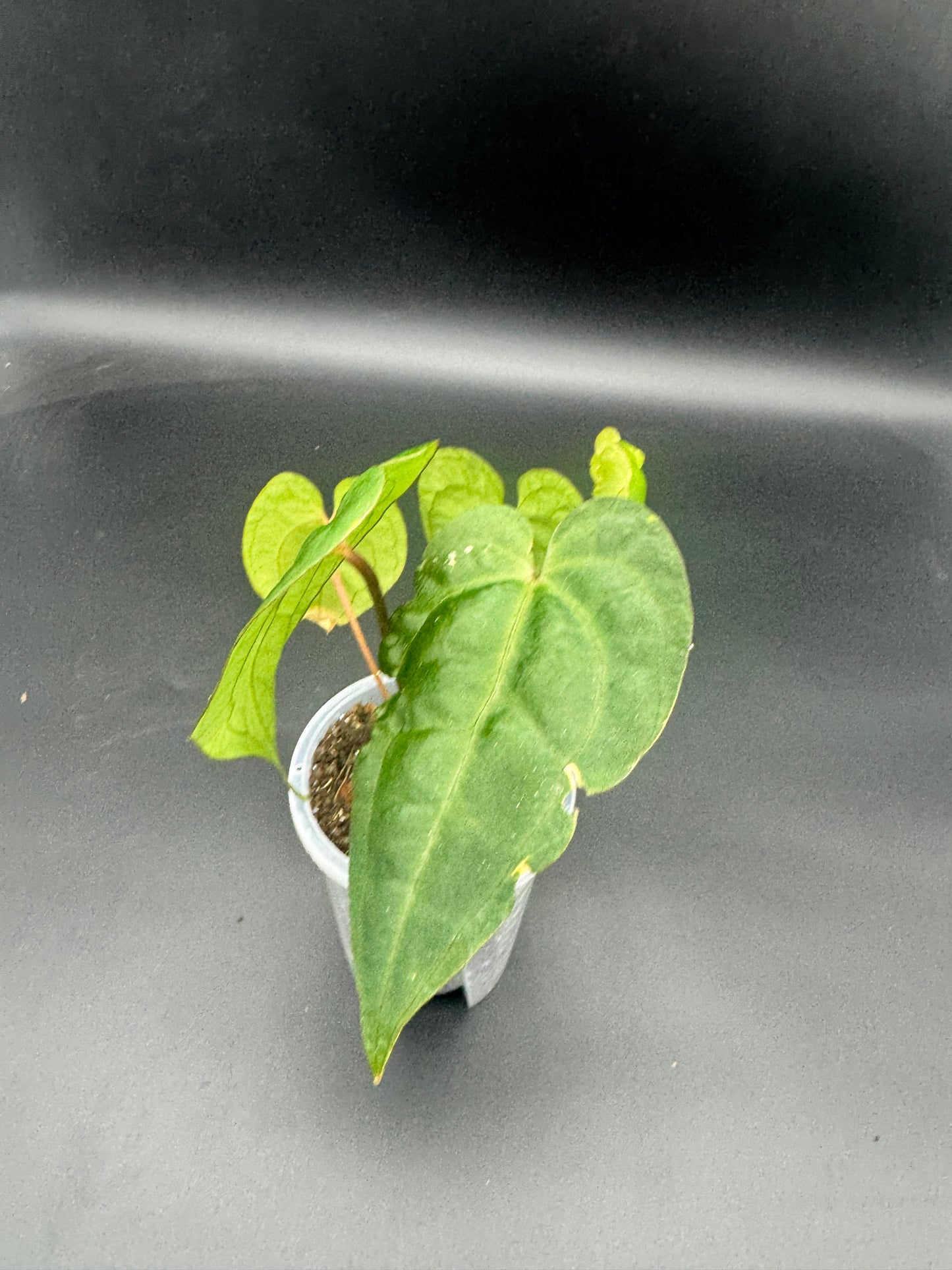 Anthurium Ace of Spades darkform
X Dark Phoenix