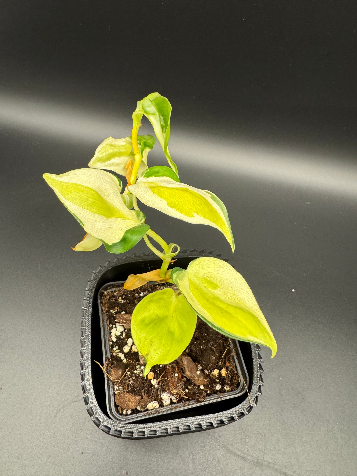 Philodendron hederaceum Gabby Sport