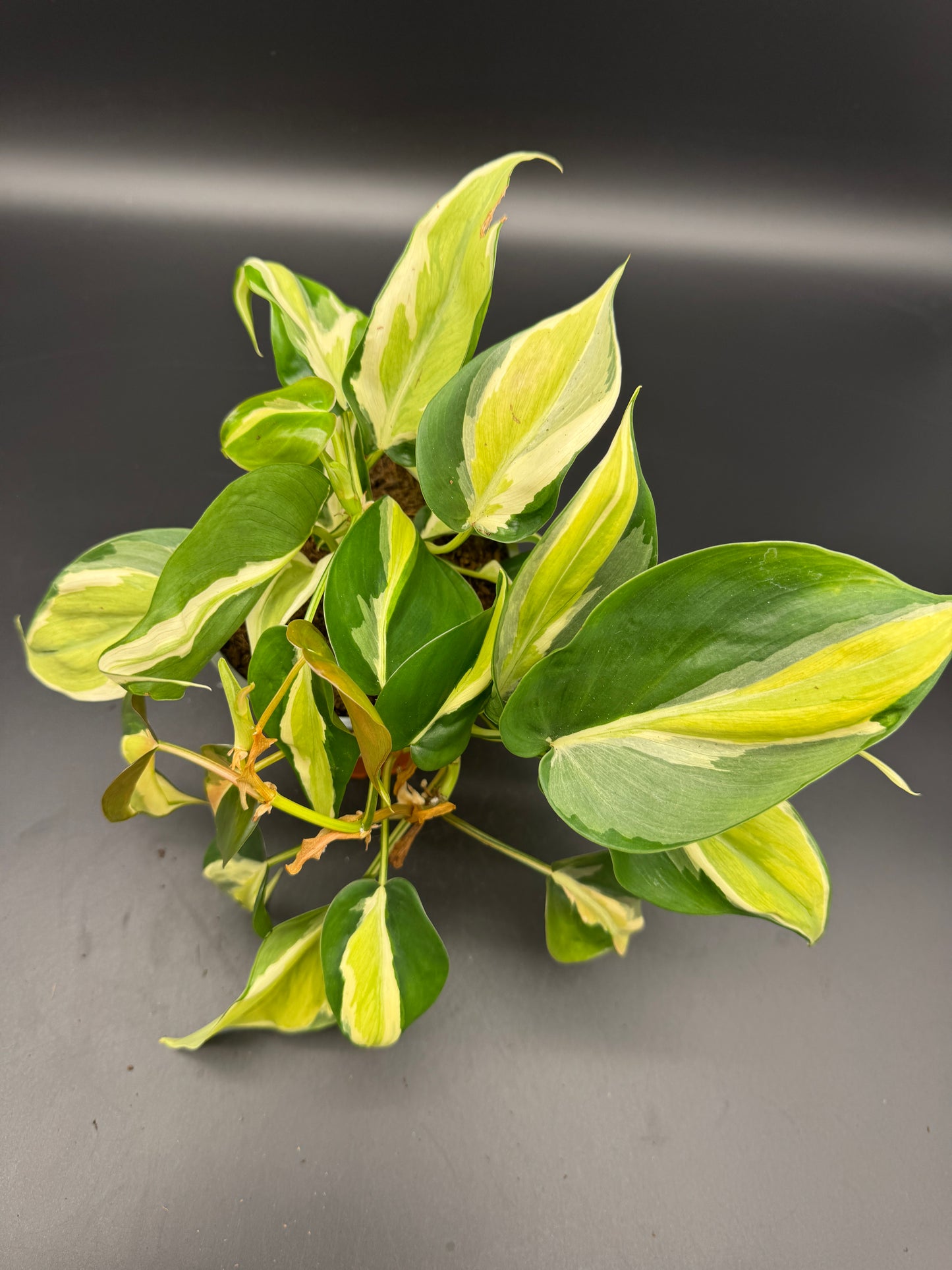 Philodendron cream Splash