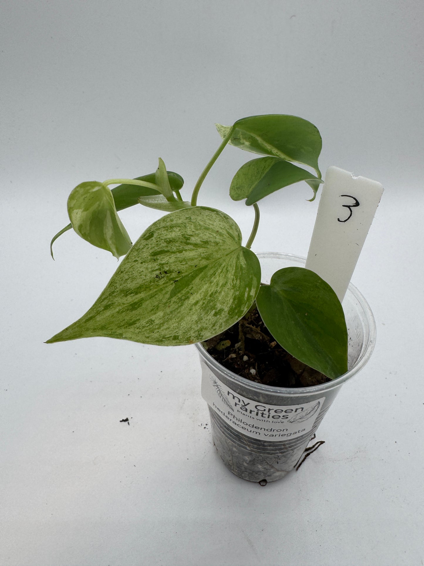 Philodendron hederaceum variegata