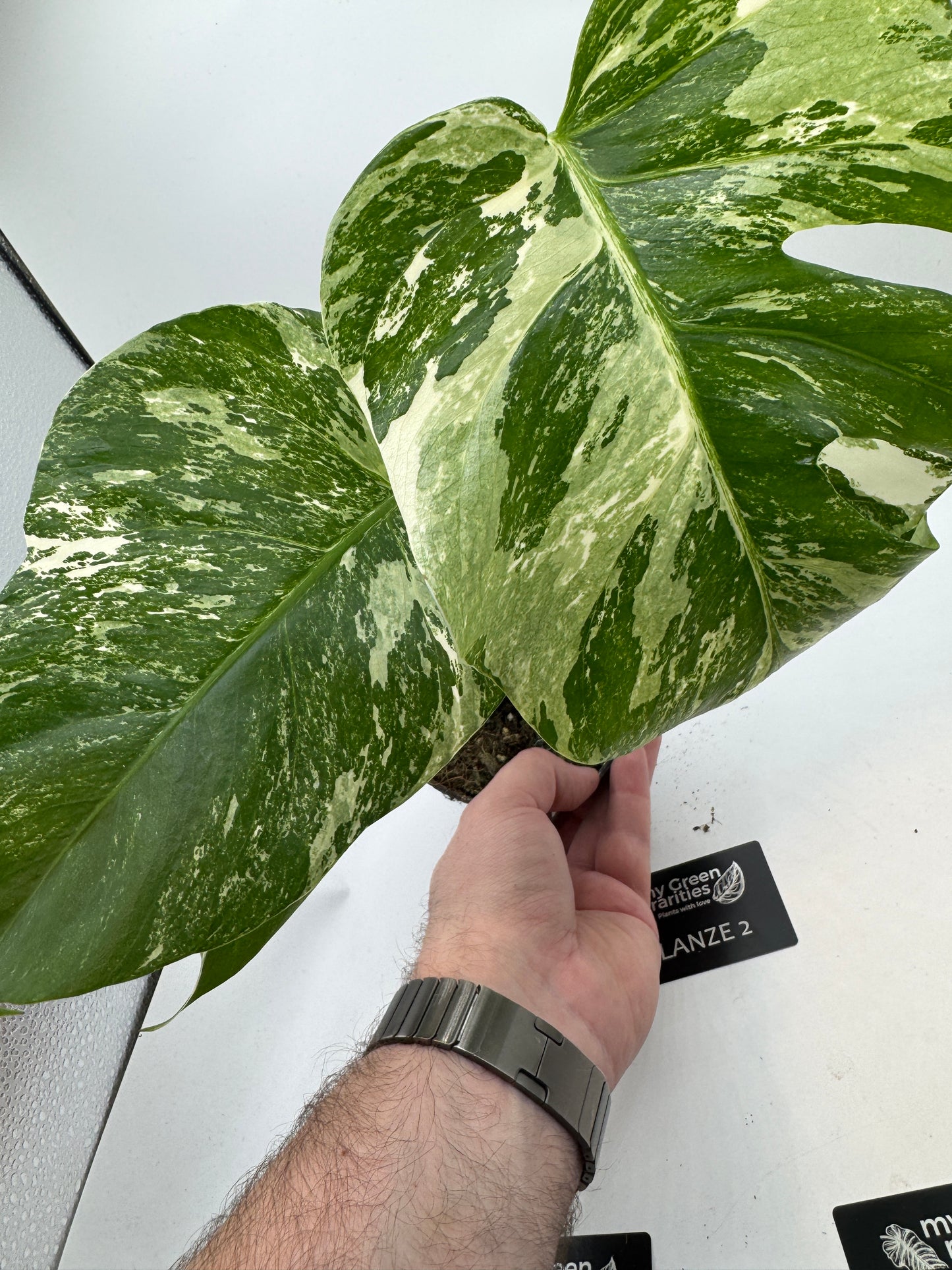 Monstera deliciosa variegata groß