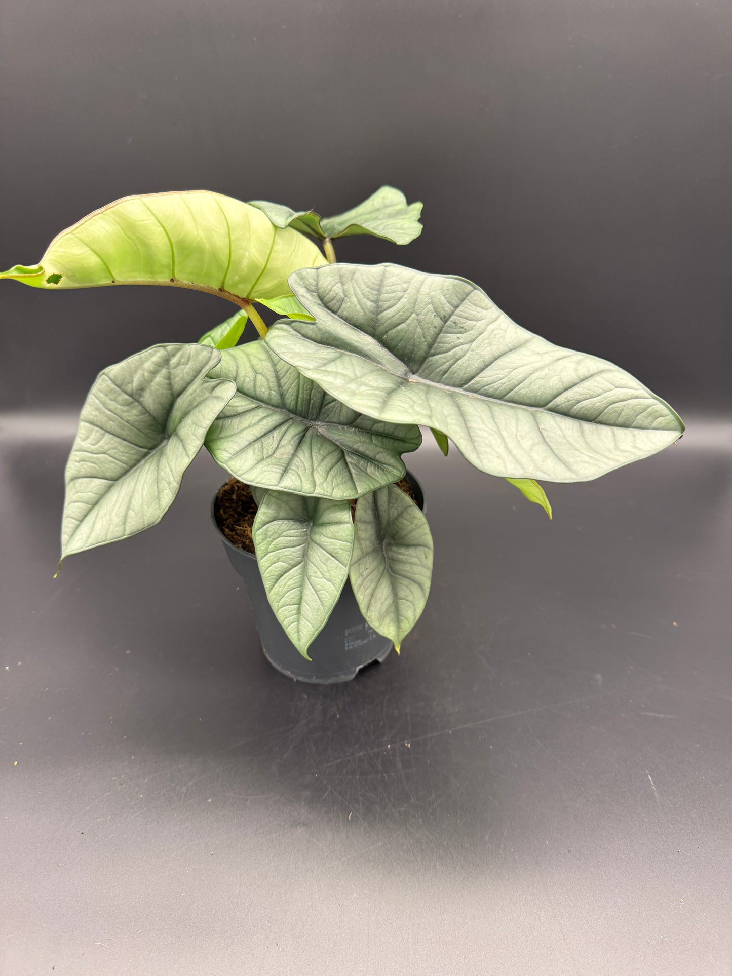 Alocasia Platinum