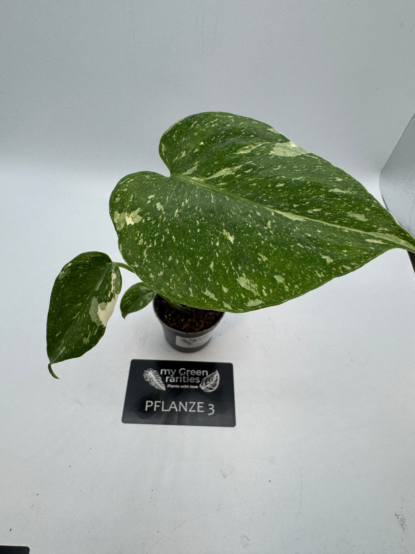 Monstera Thai constelation