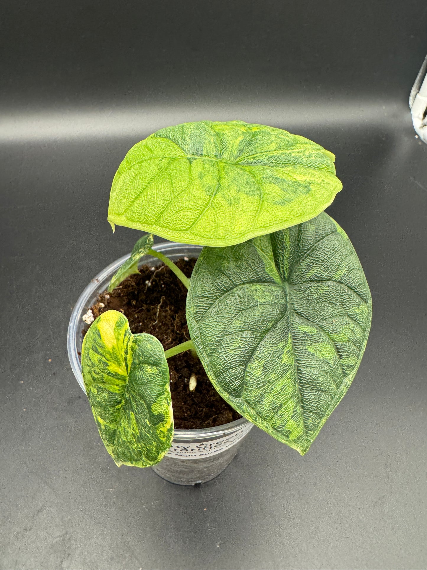 Alocasia melo aurea variegata mit mind. 1-2 Rhizomen