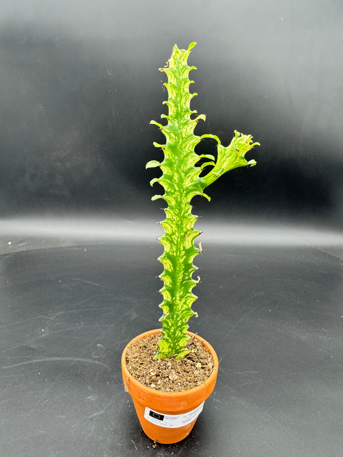 Euphorbia lactea ‘Variegata’