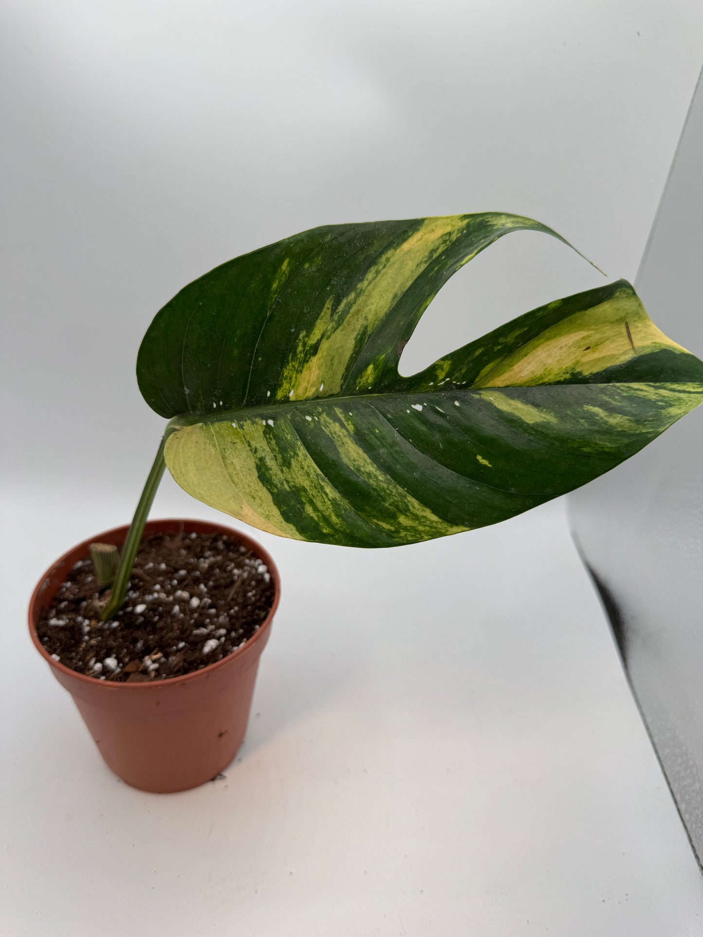 Epipremnum pinatum kujang yellow Flame