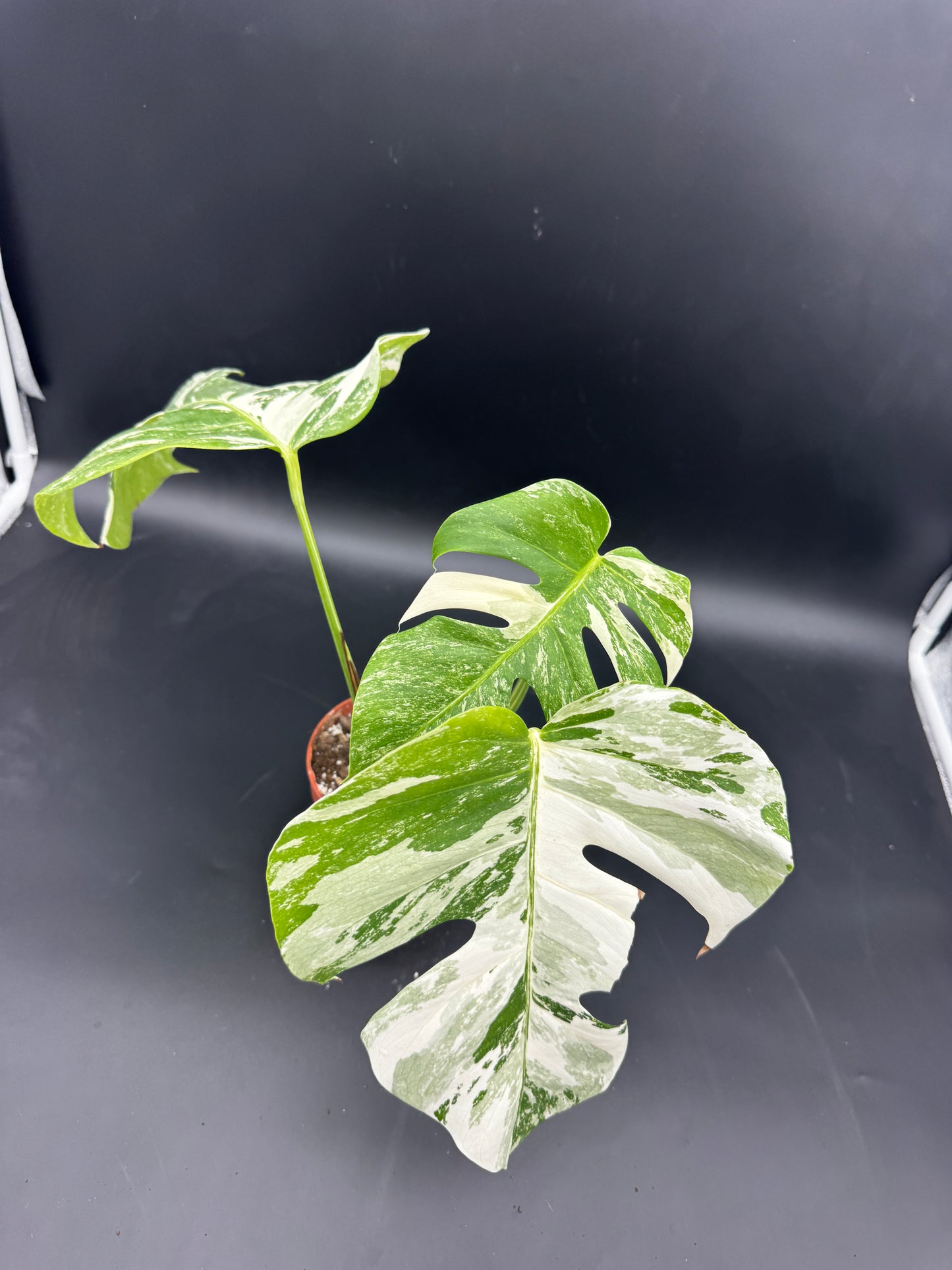 Monstera deliciosa variegata