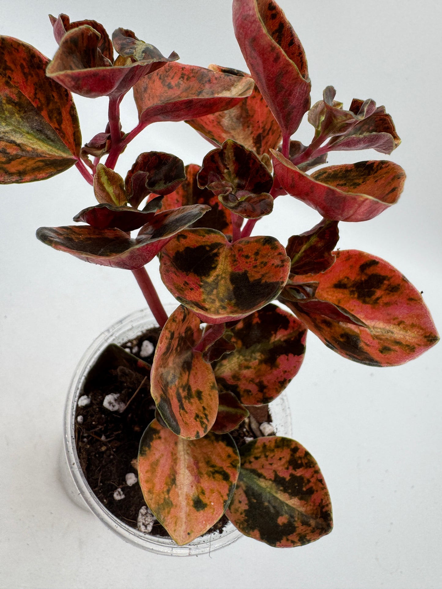 Peperomia Creme brulee