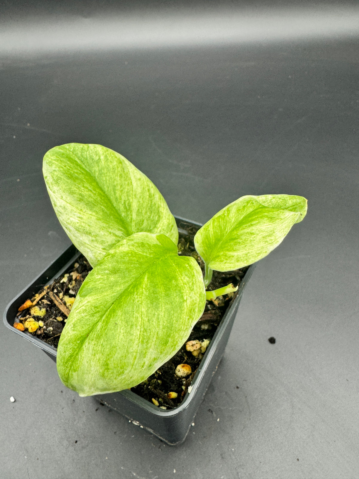 Scindapsus treubii ghost mint variegata