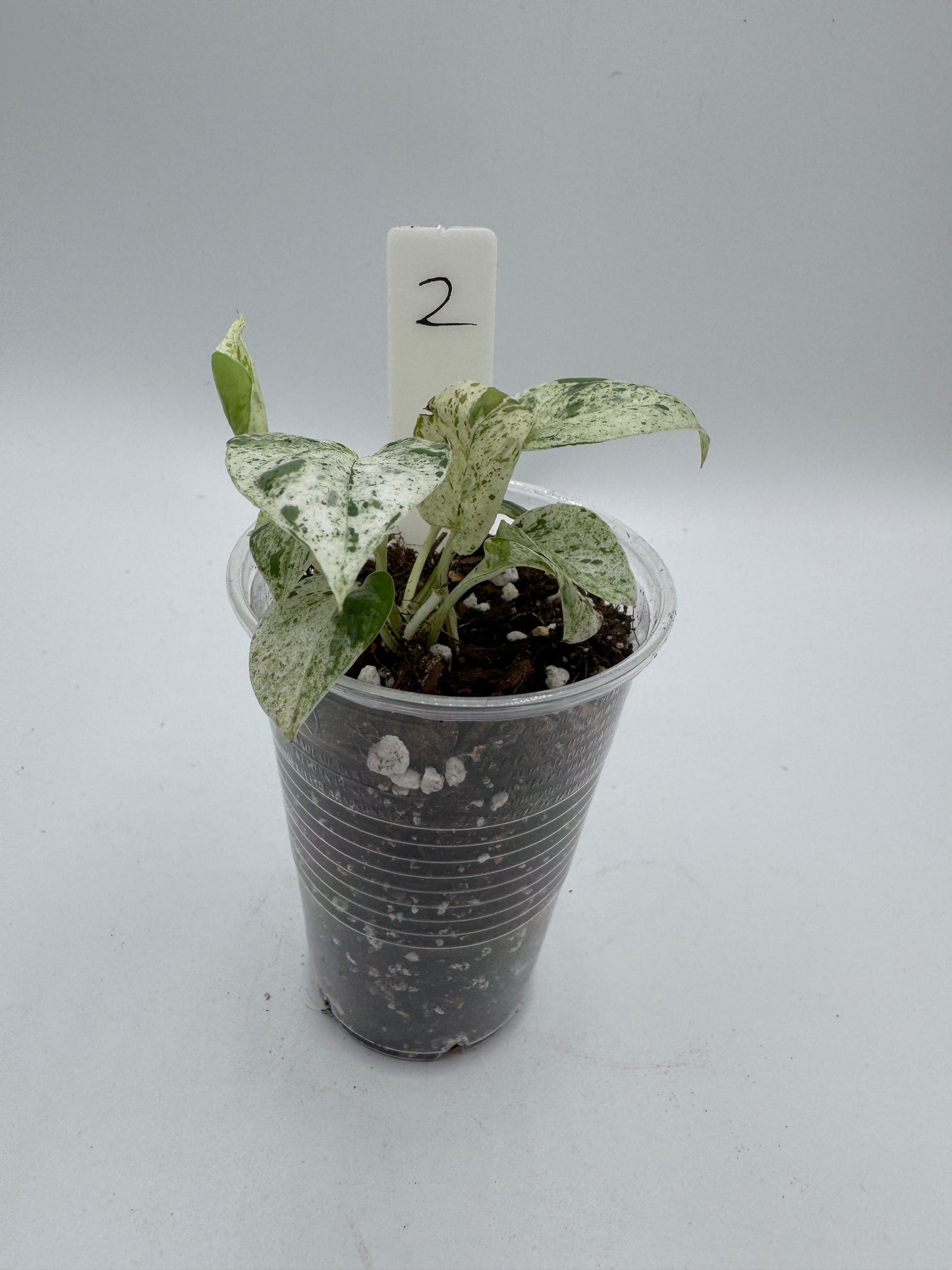Epipremnum pinnatum marble