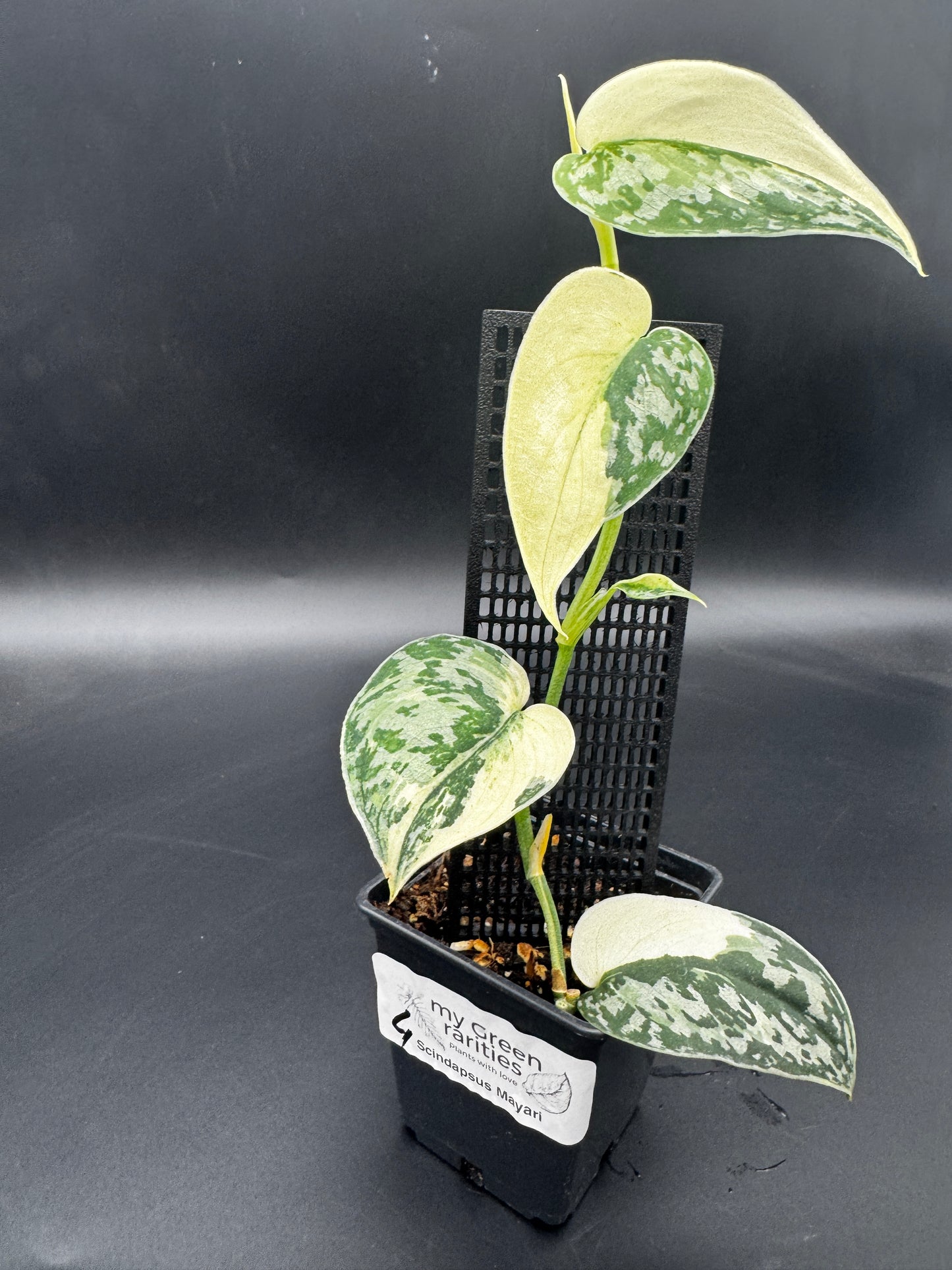 Scindapsus Mayari