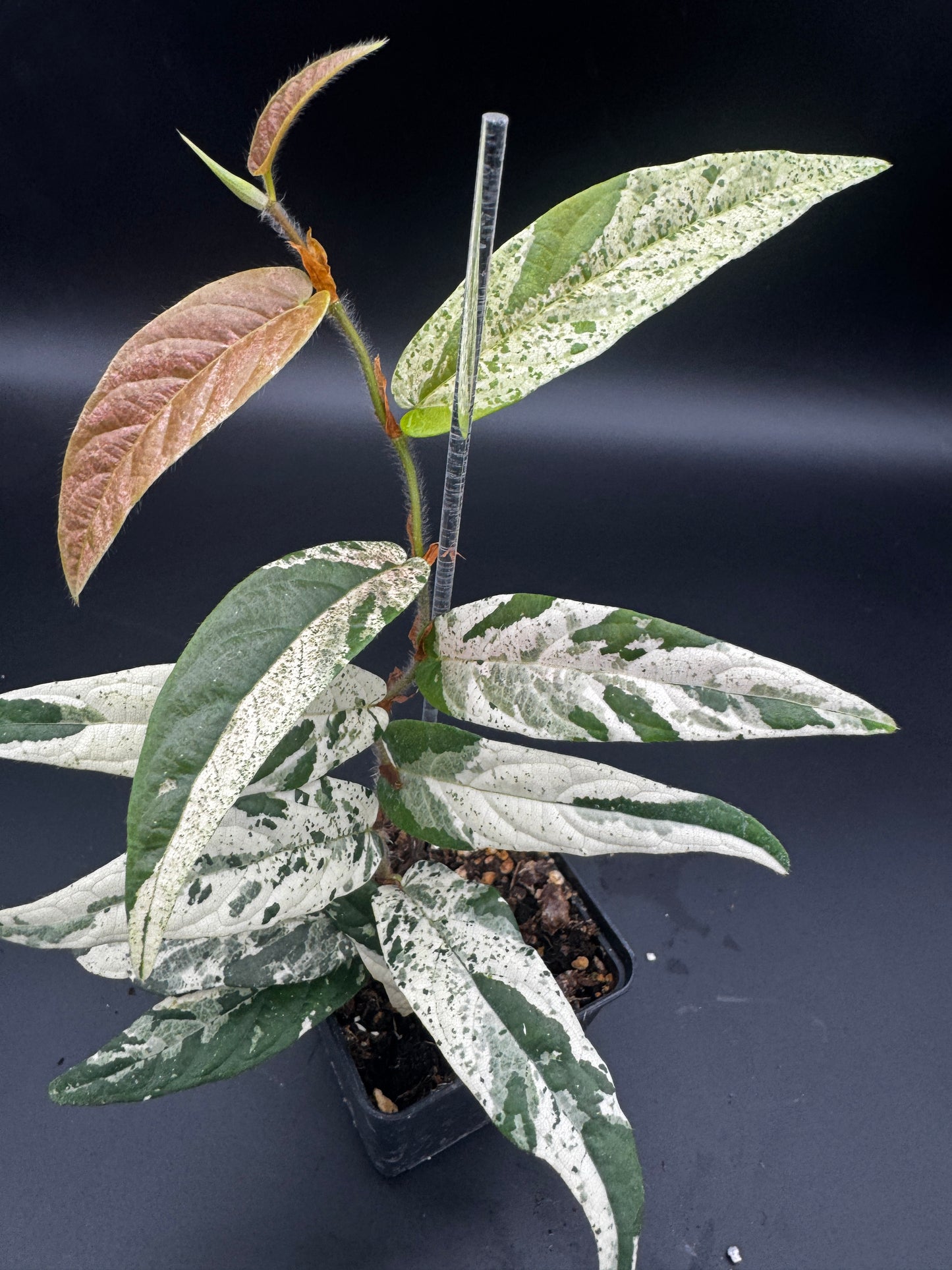 Ficus Sagittata Pink Variegata